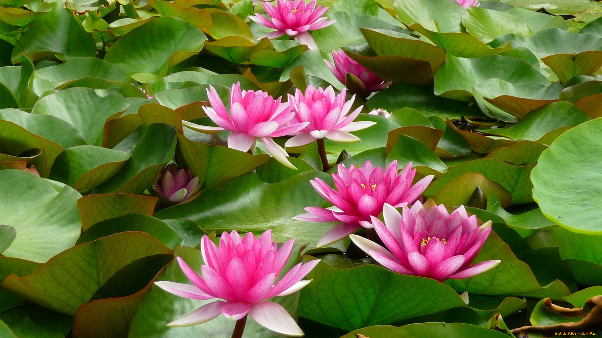 цветы, лилии, водяные, нимфеи, кувшинки