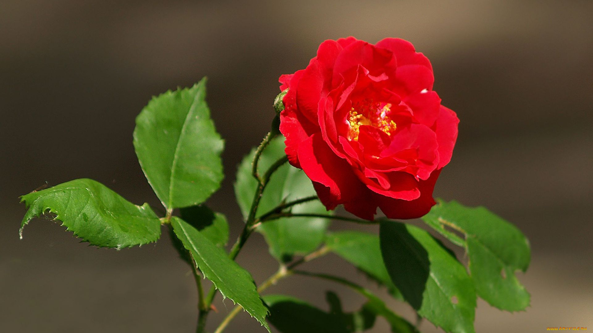 цветы, розы