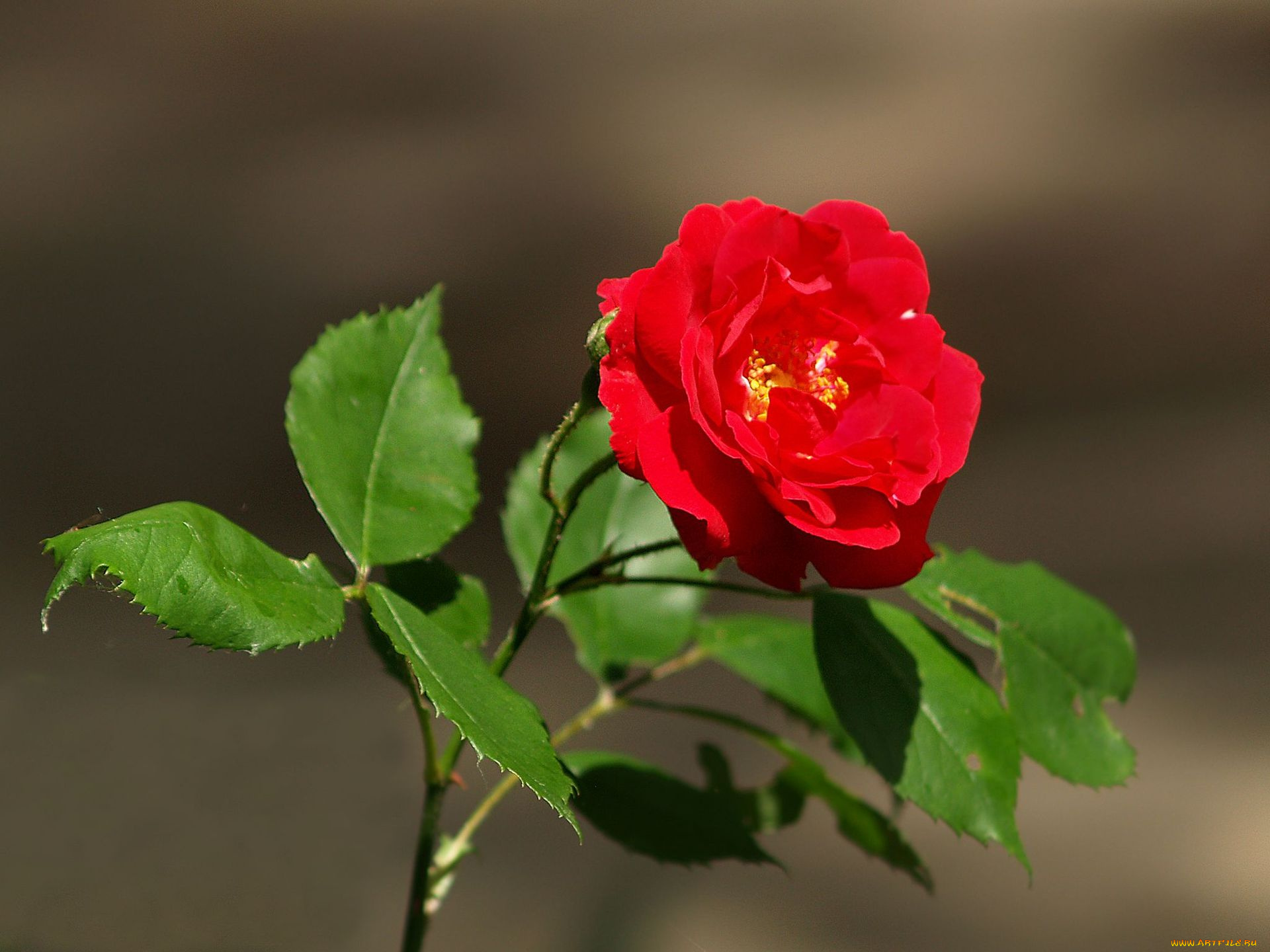 цветы, розы