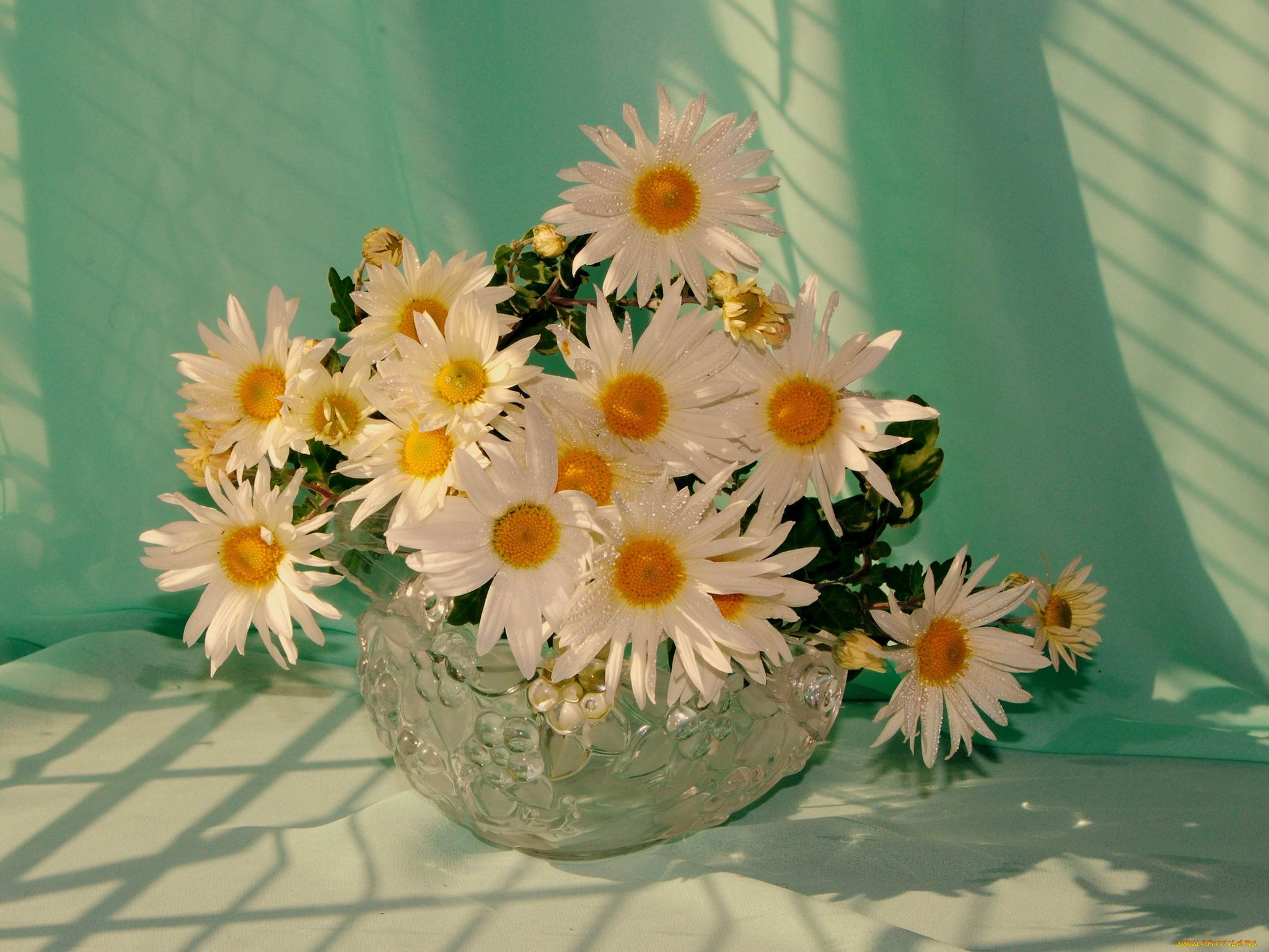 авт, nezabudka, fn, цветы, ромашки