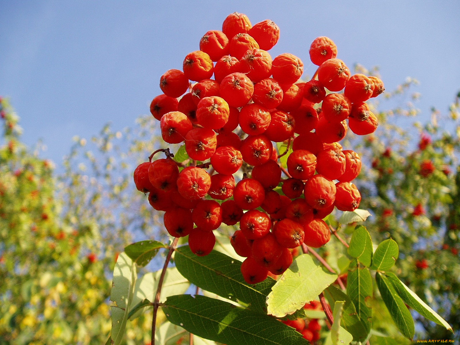 природа, Ягоды, рябина, оранжевые, ягоды