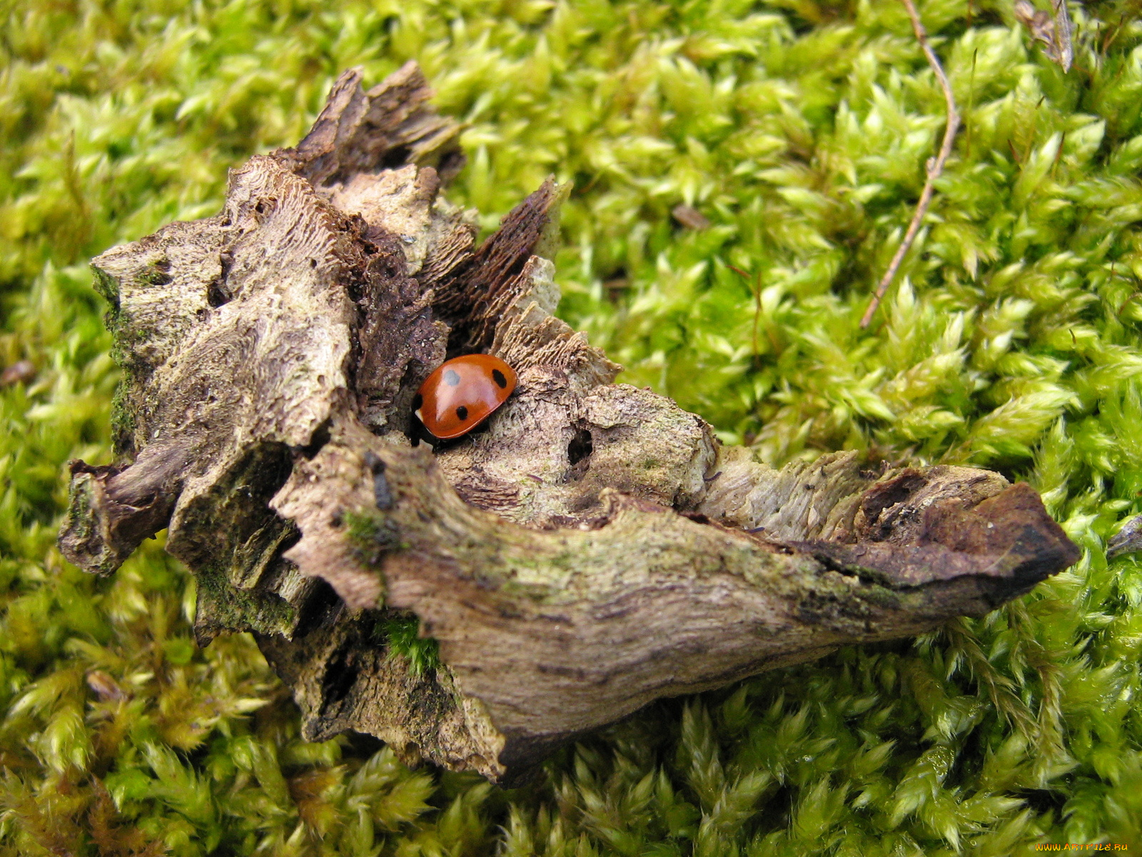 животные, божьи, коровки, божья, коровка, кусок, дерева, мох