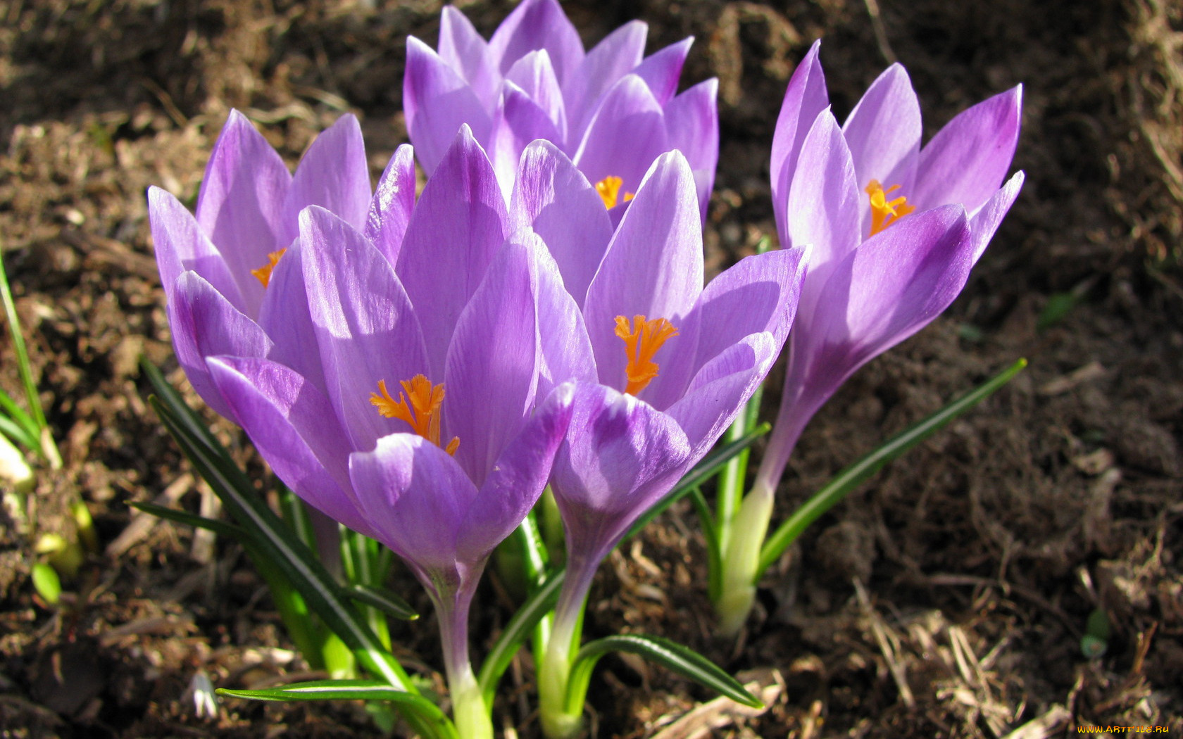 цветы, крокусы, сиреневый, весна