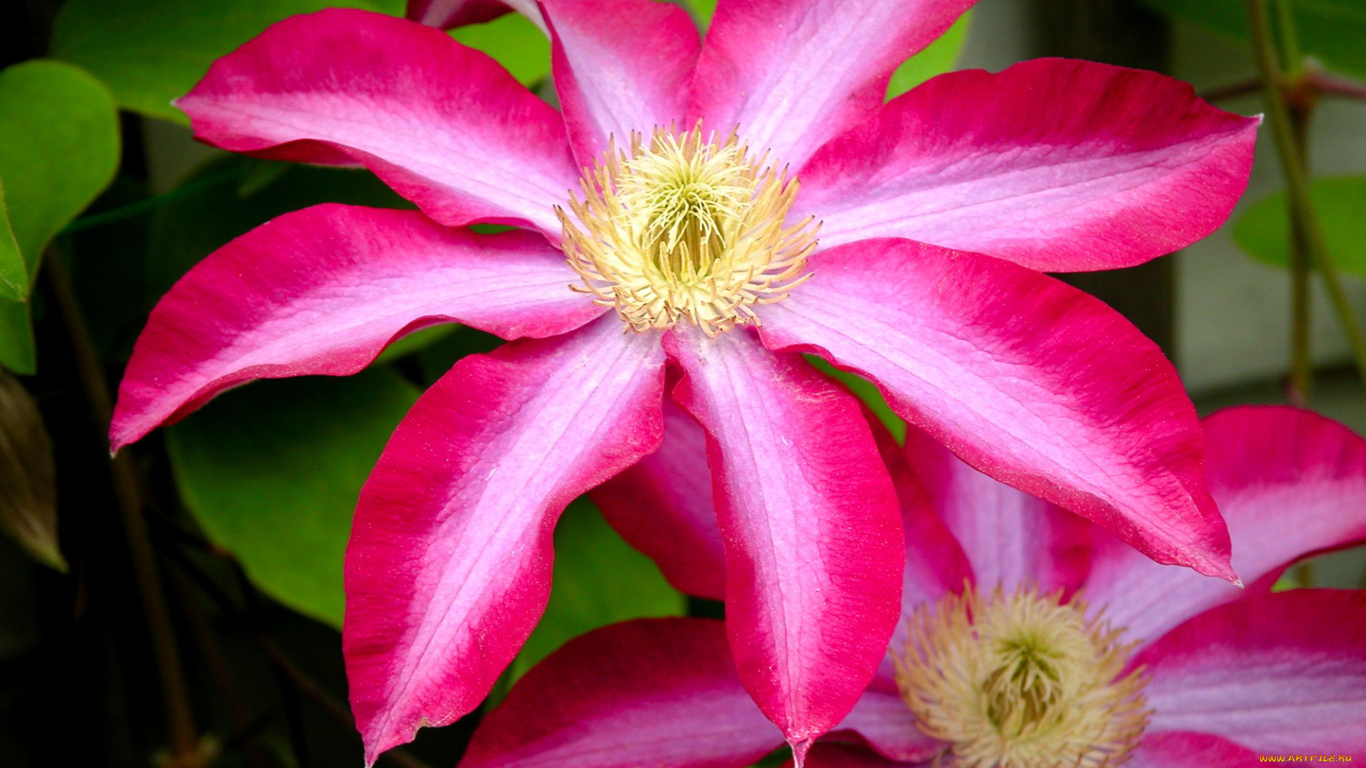 цветы, клематис, ломонос, яркий, лепестки, большой