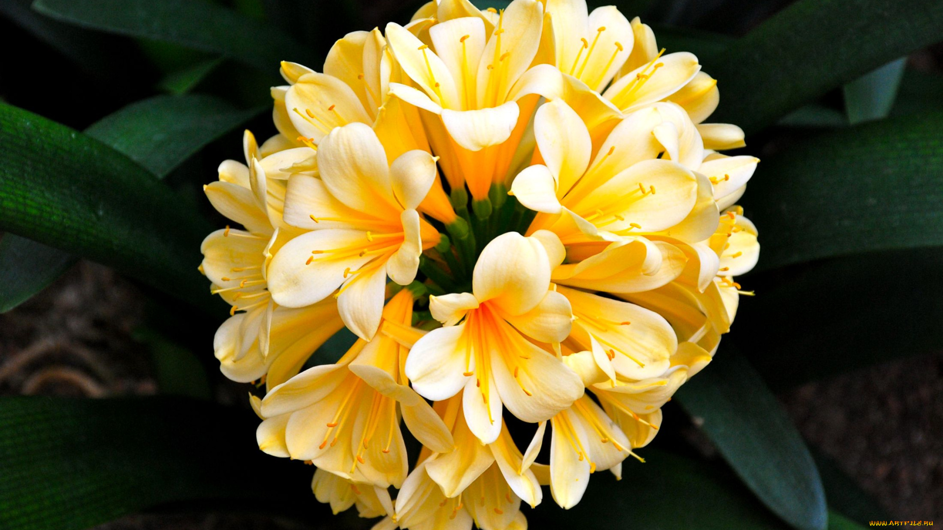 цветы, кливия, желтый, шар