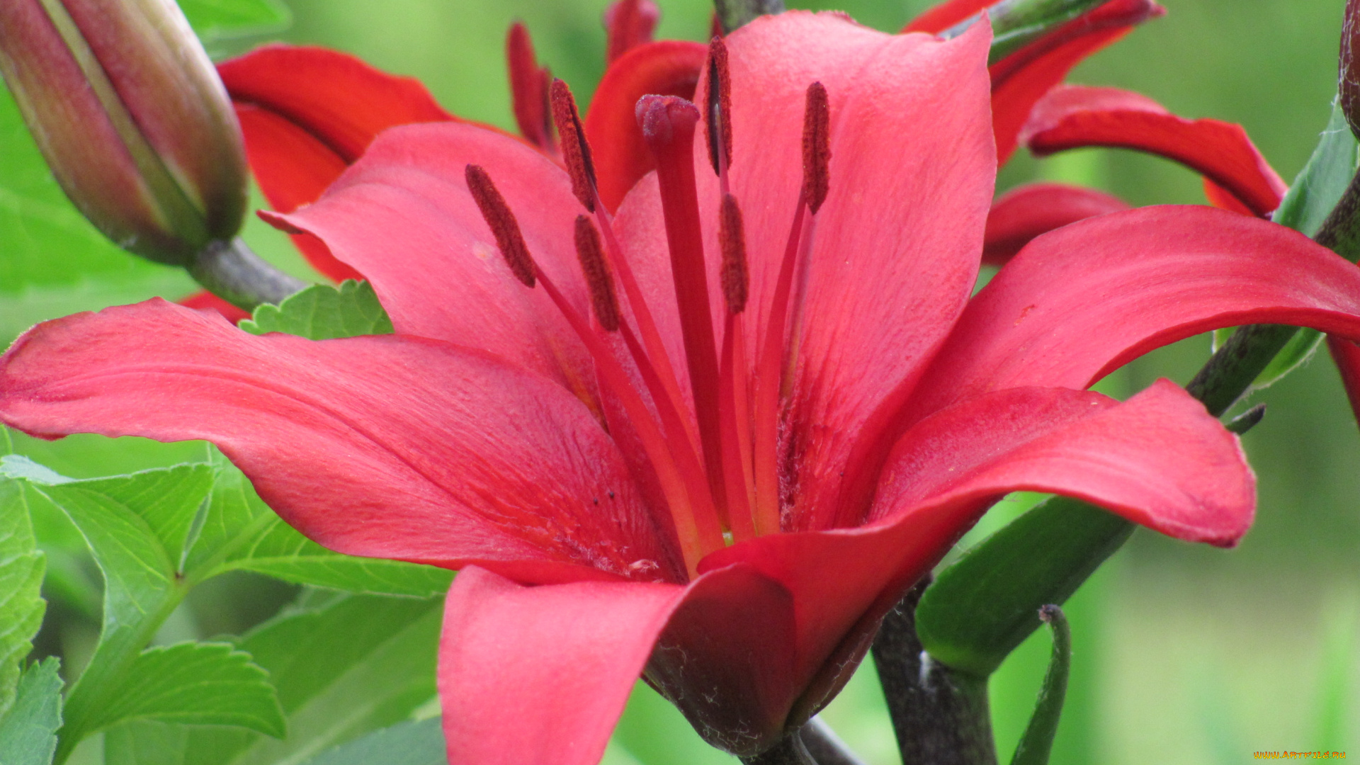 цветы, лилии, лилейники, алый