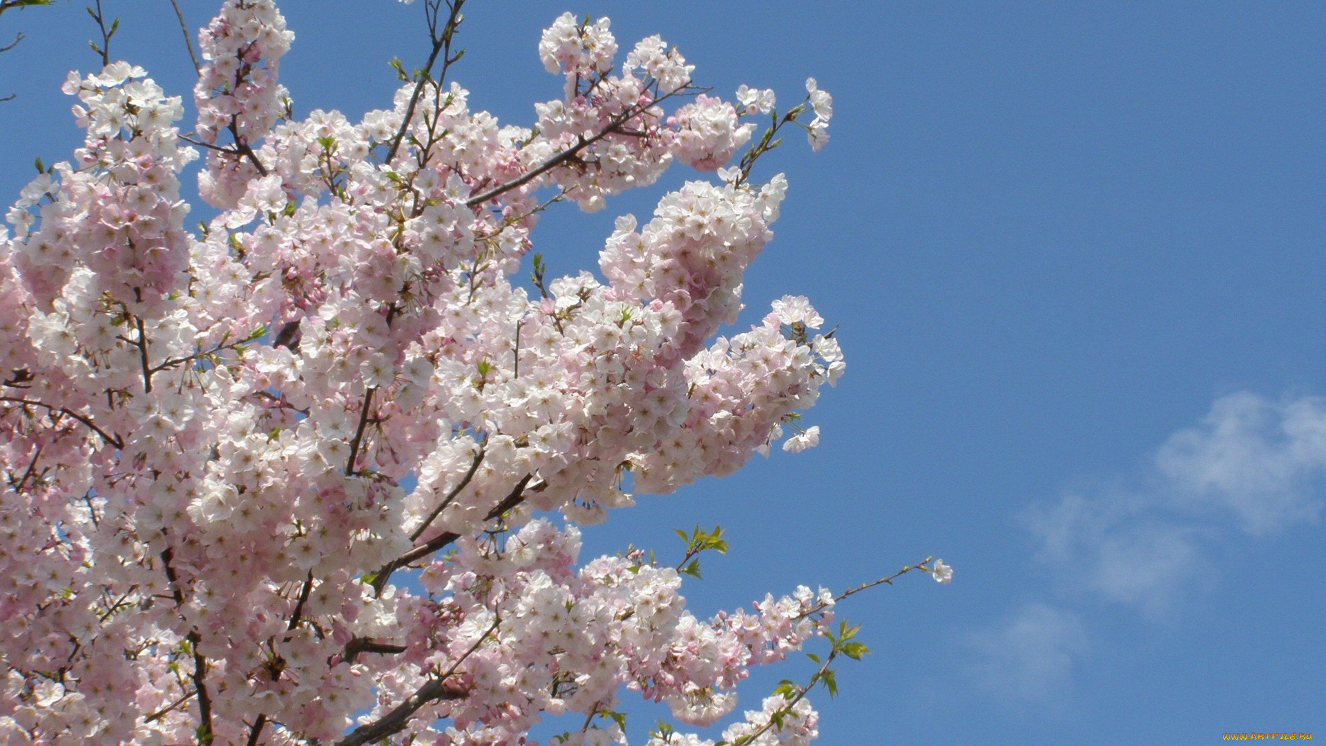 цветы, сакура, вишня, ветки