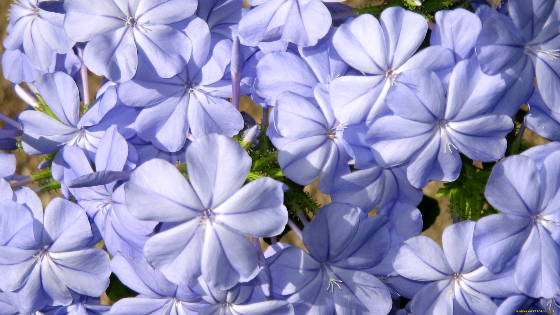 плюмбаго, цветы, свинчатка, лепестки, голубой