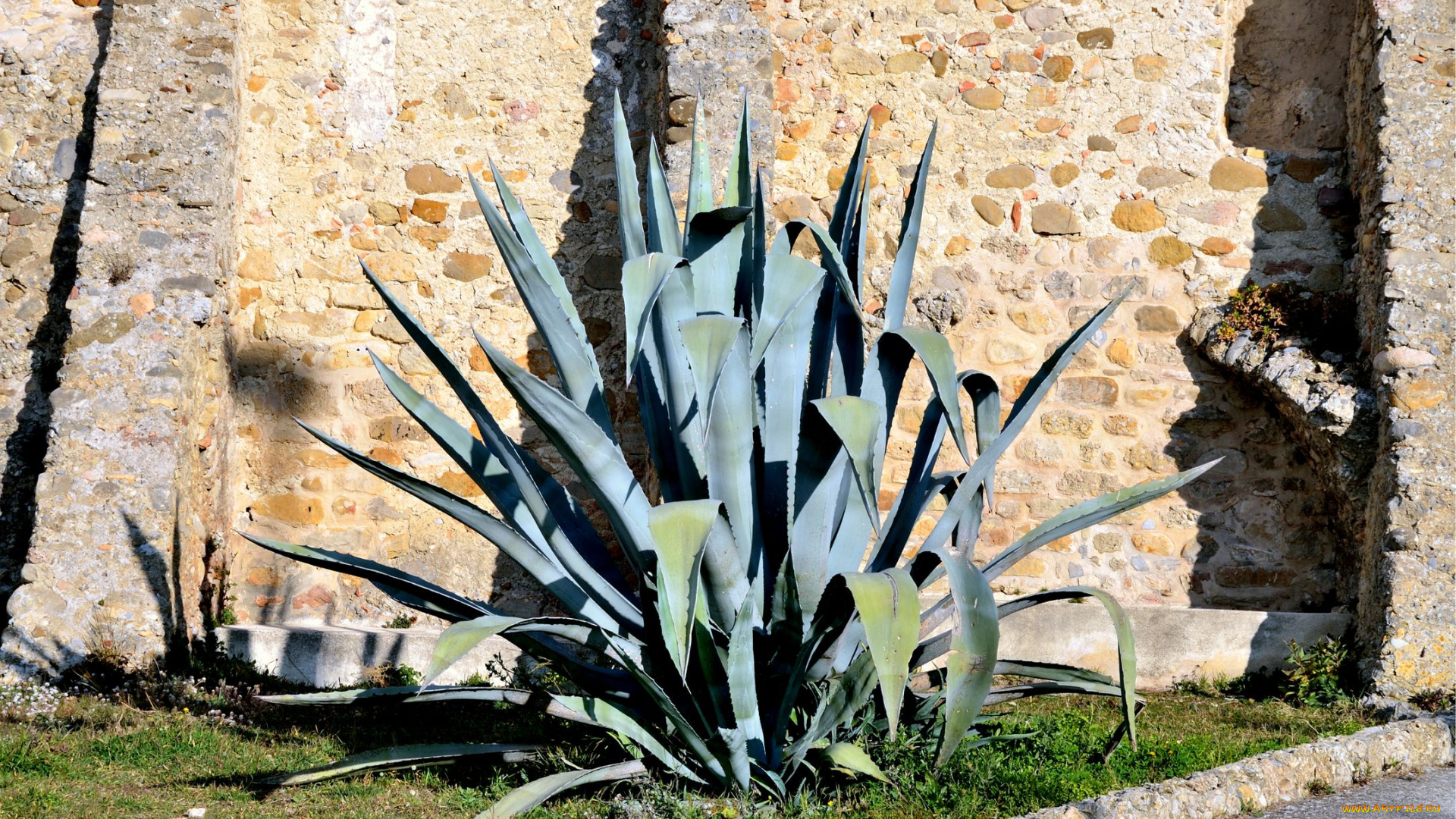 природа, другое, агава