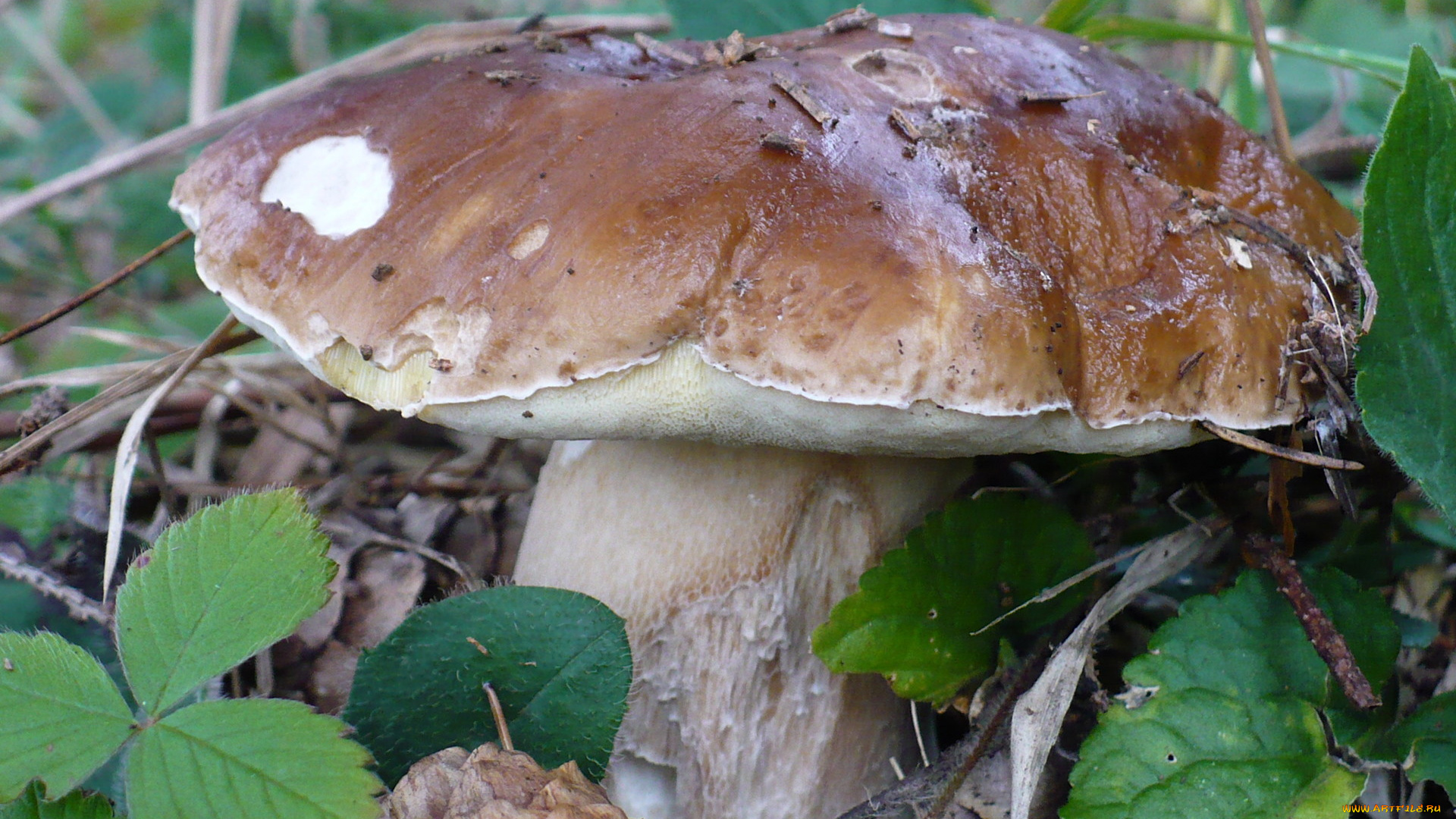 природа, грибы, боровик