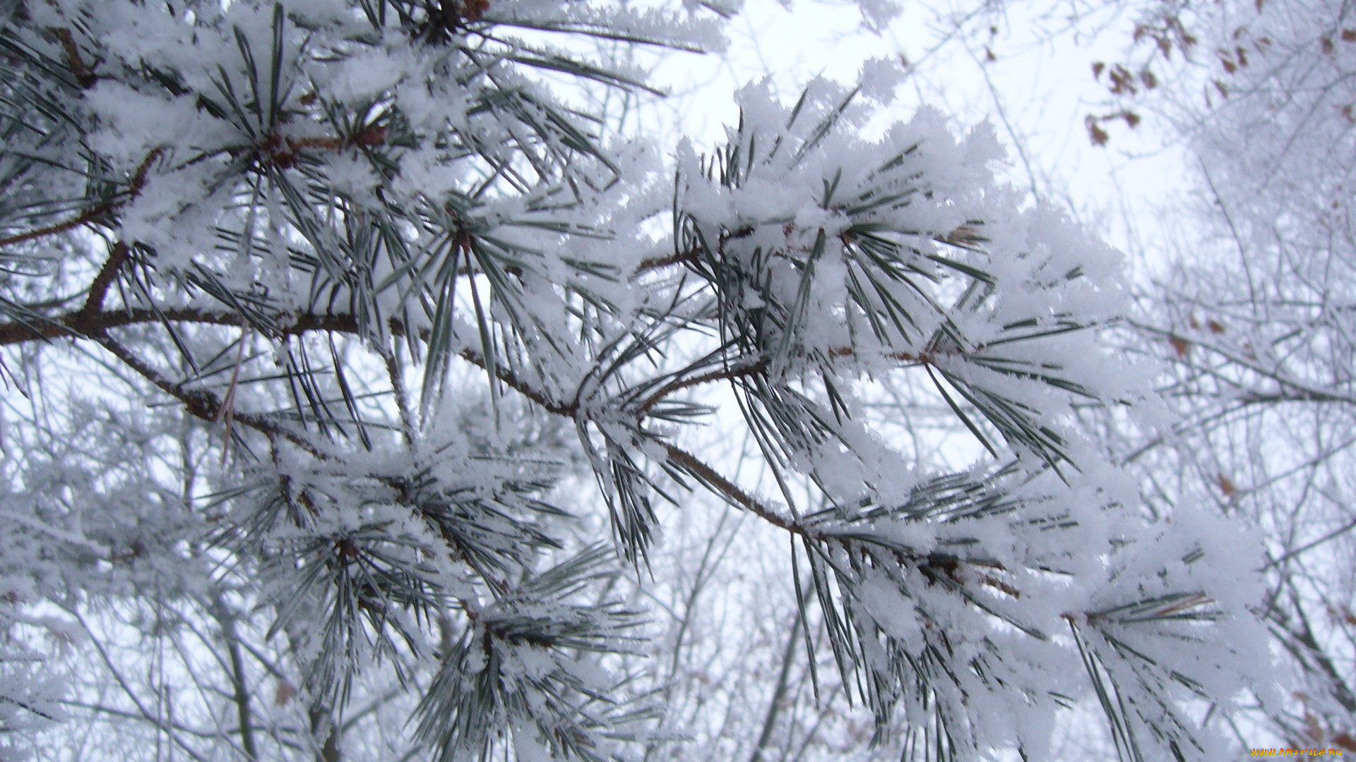 природа, зима, сосна, снег