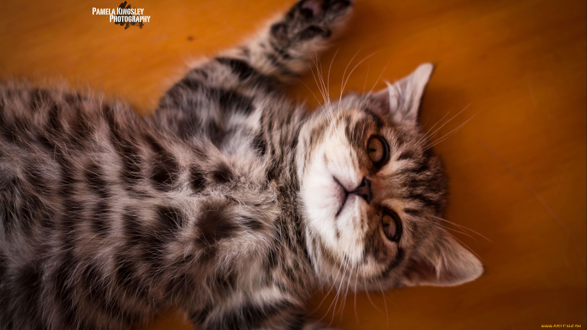 животные, коты, котенок, отдых