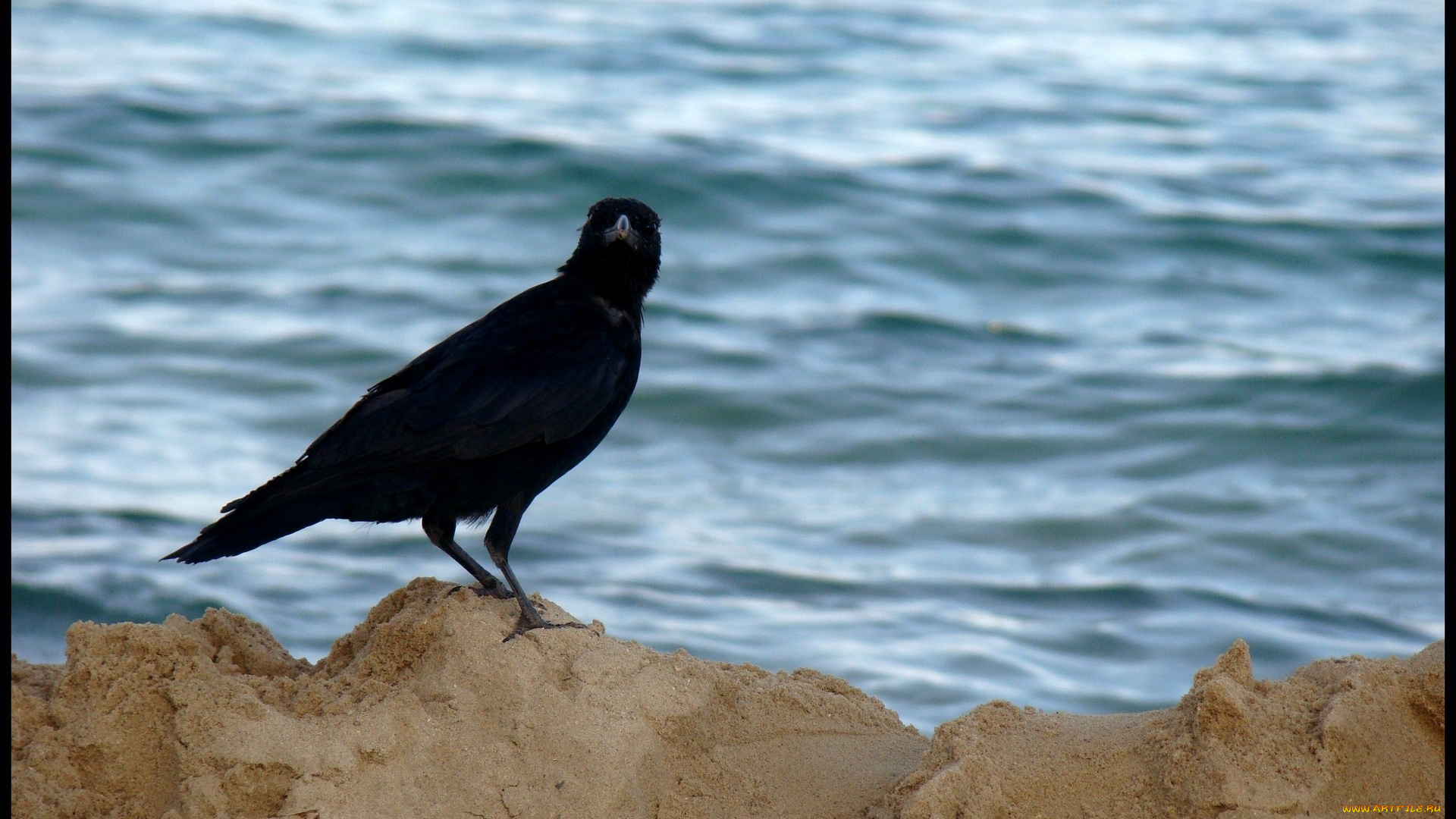 животные, вороны, грачи, галки, песок, грач, вода
