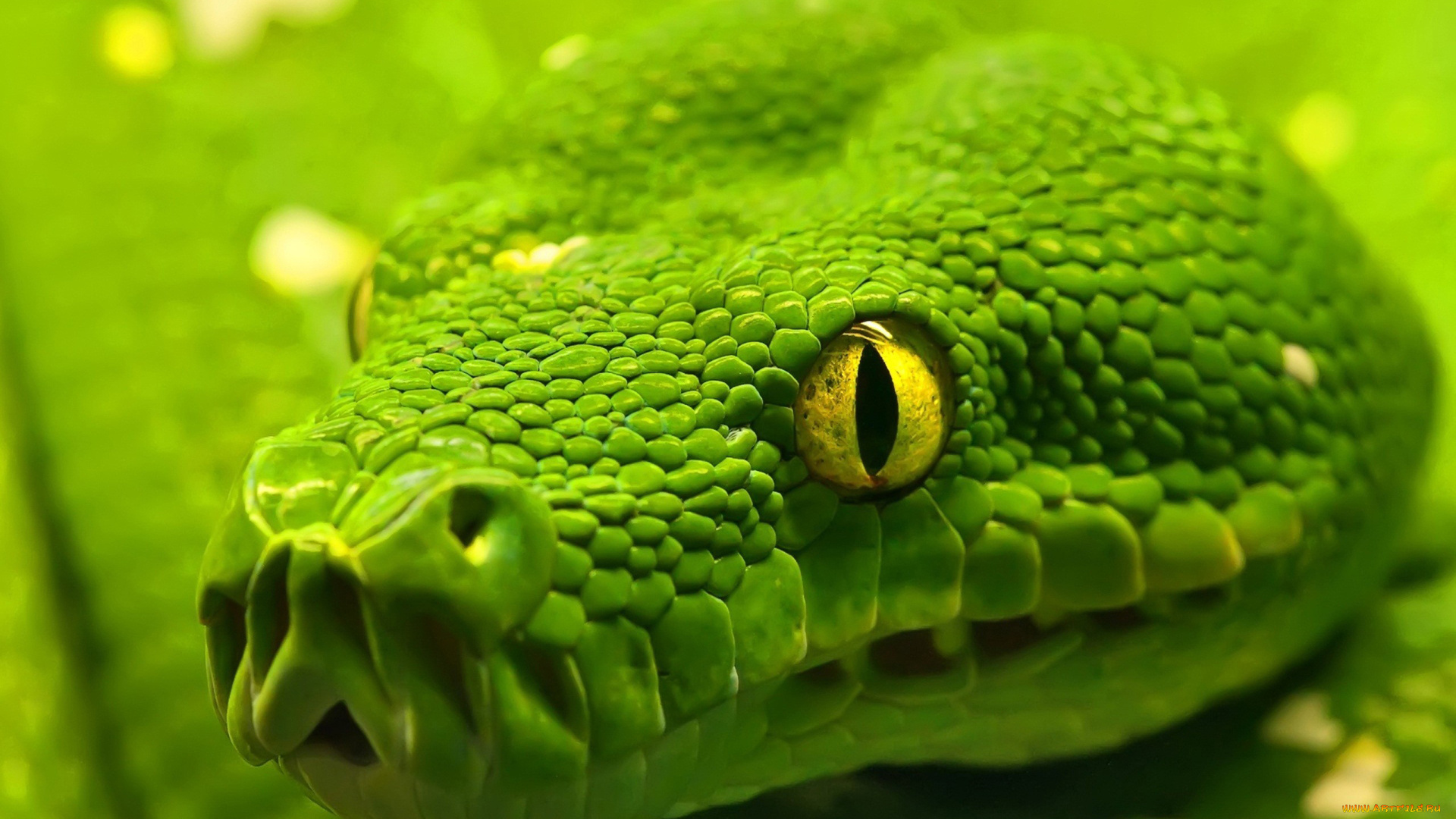 животные, змеи, питоны, кобры, чешуя