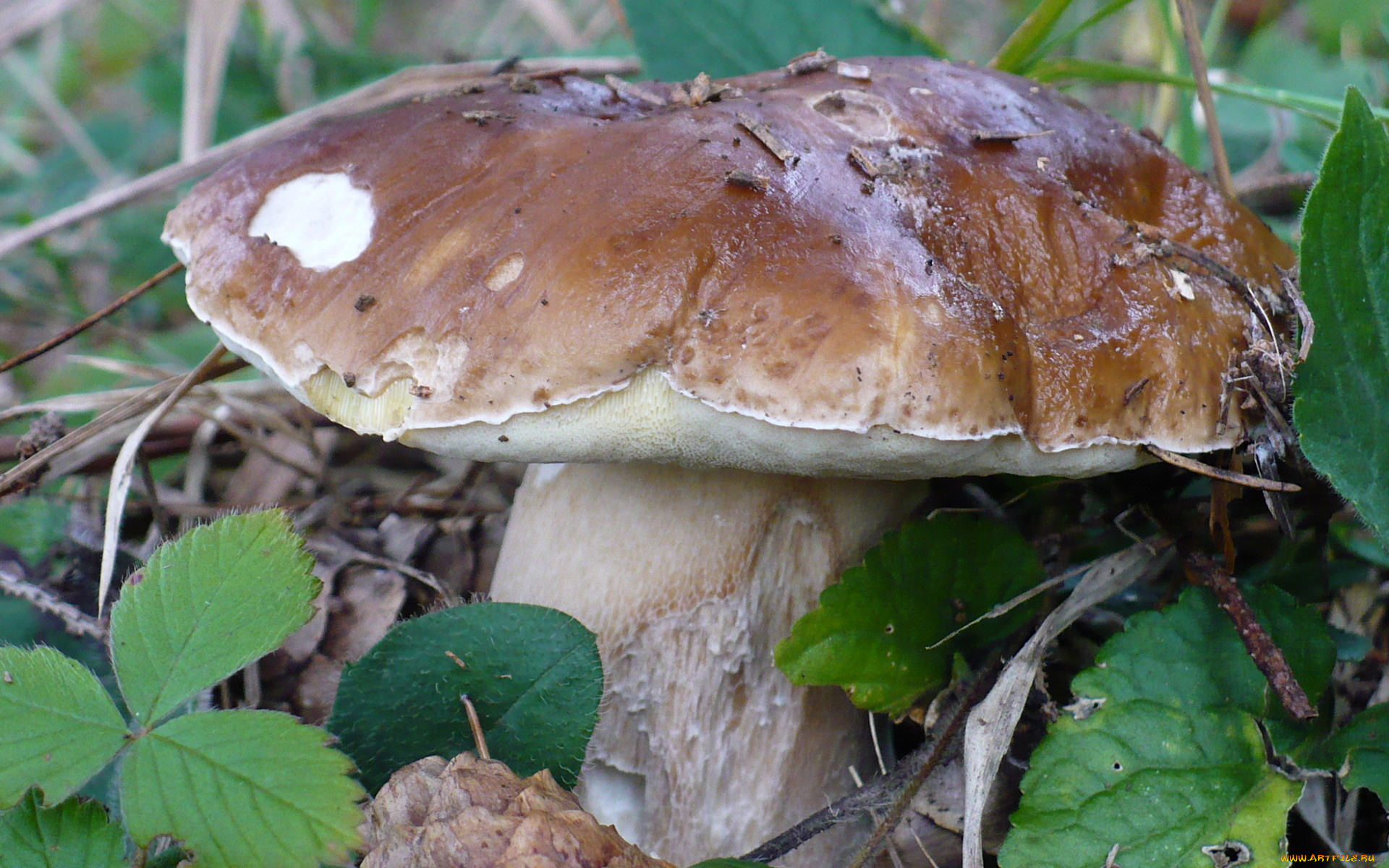 природа, грибы, боровик