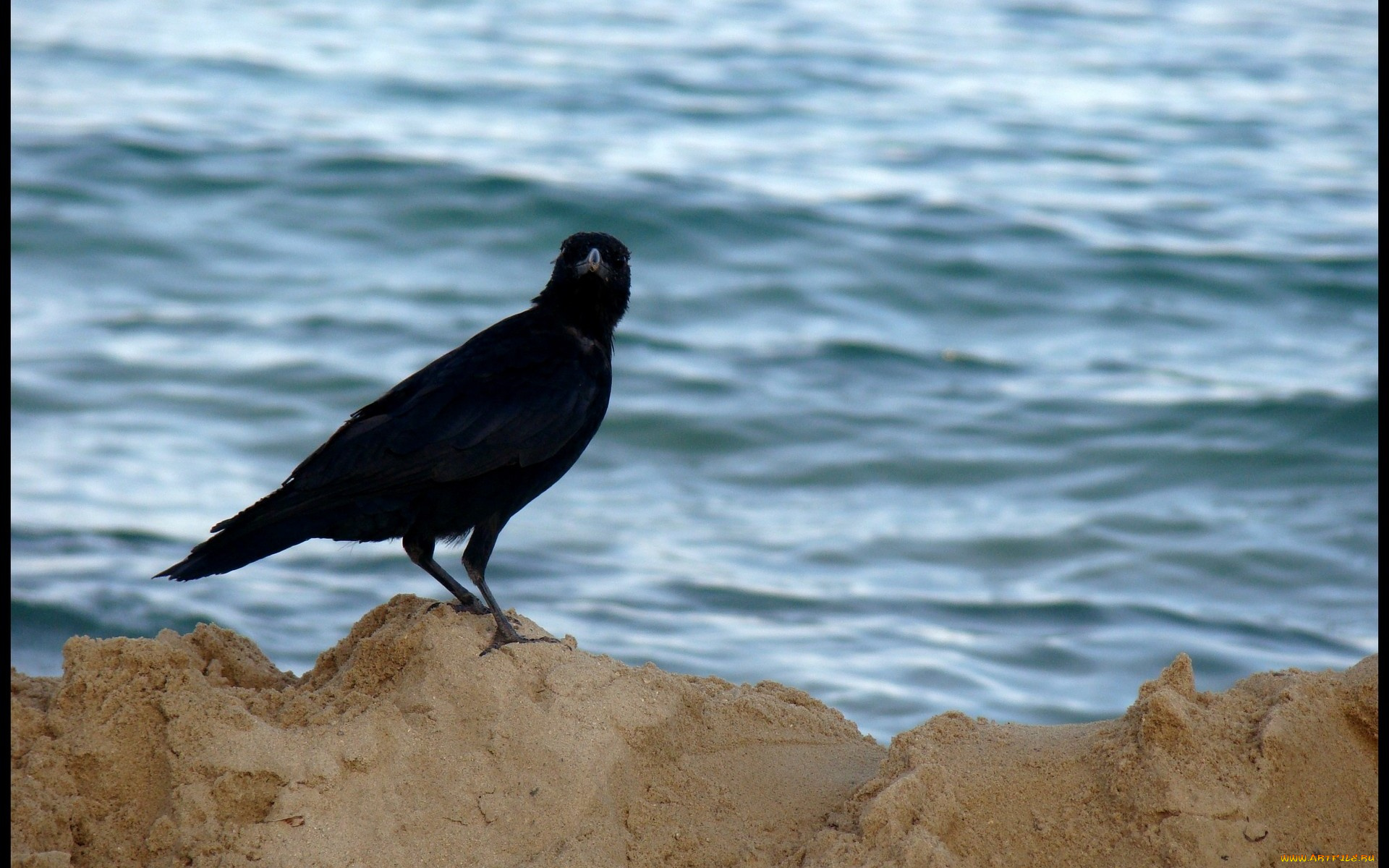 животные, вороны, грачи, галки, песок, грач, вода