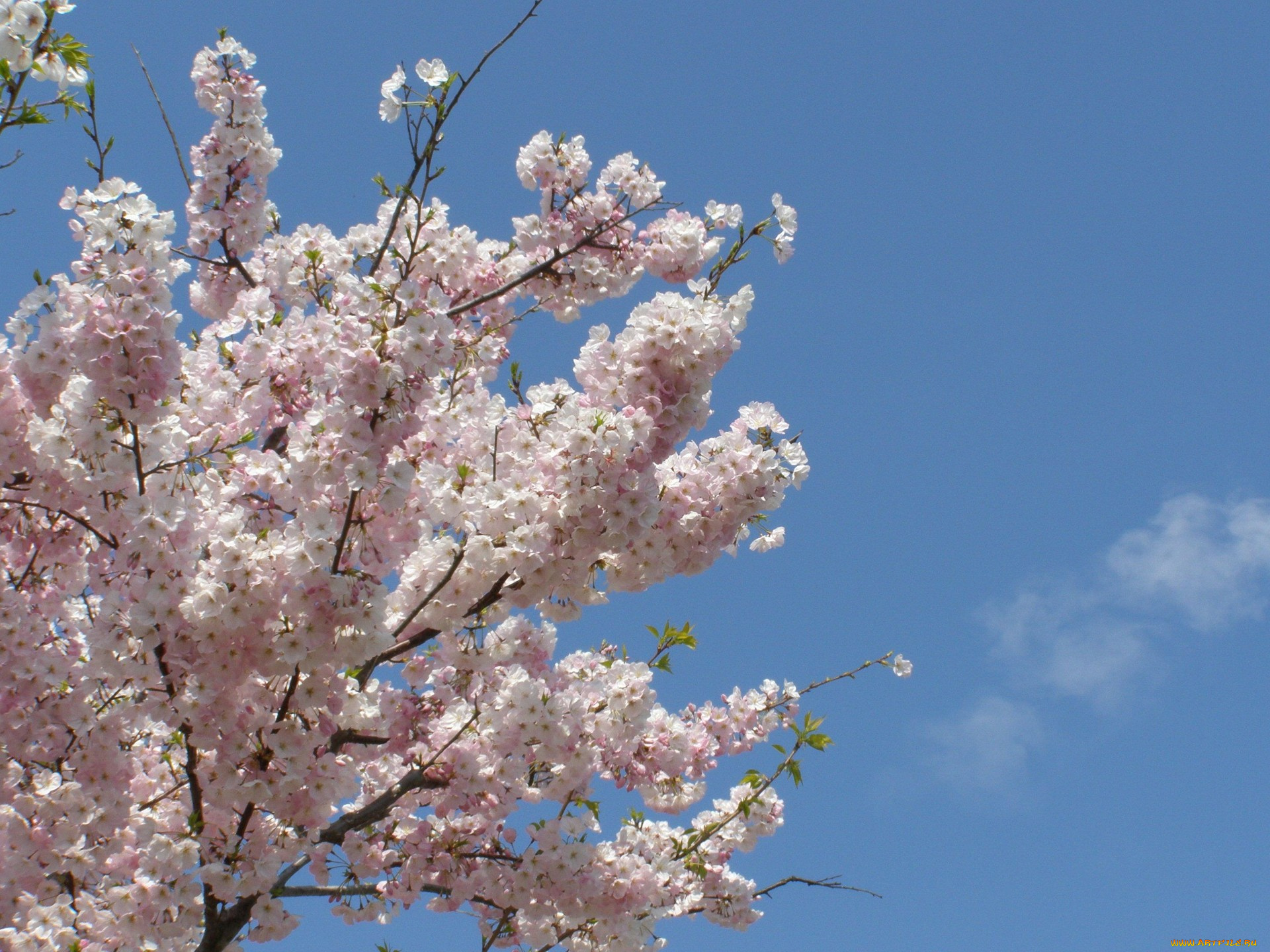 цветы, сакура, вишня, ветки