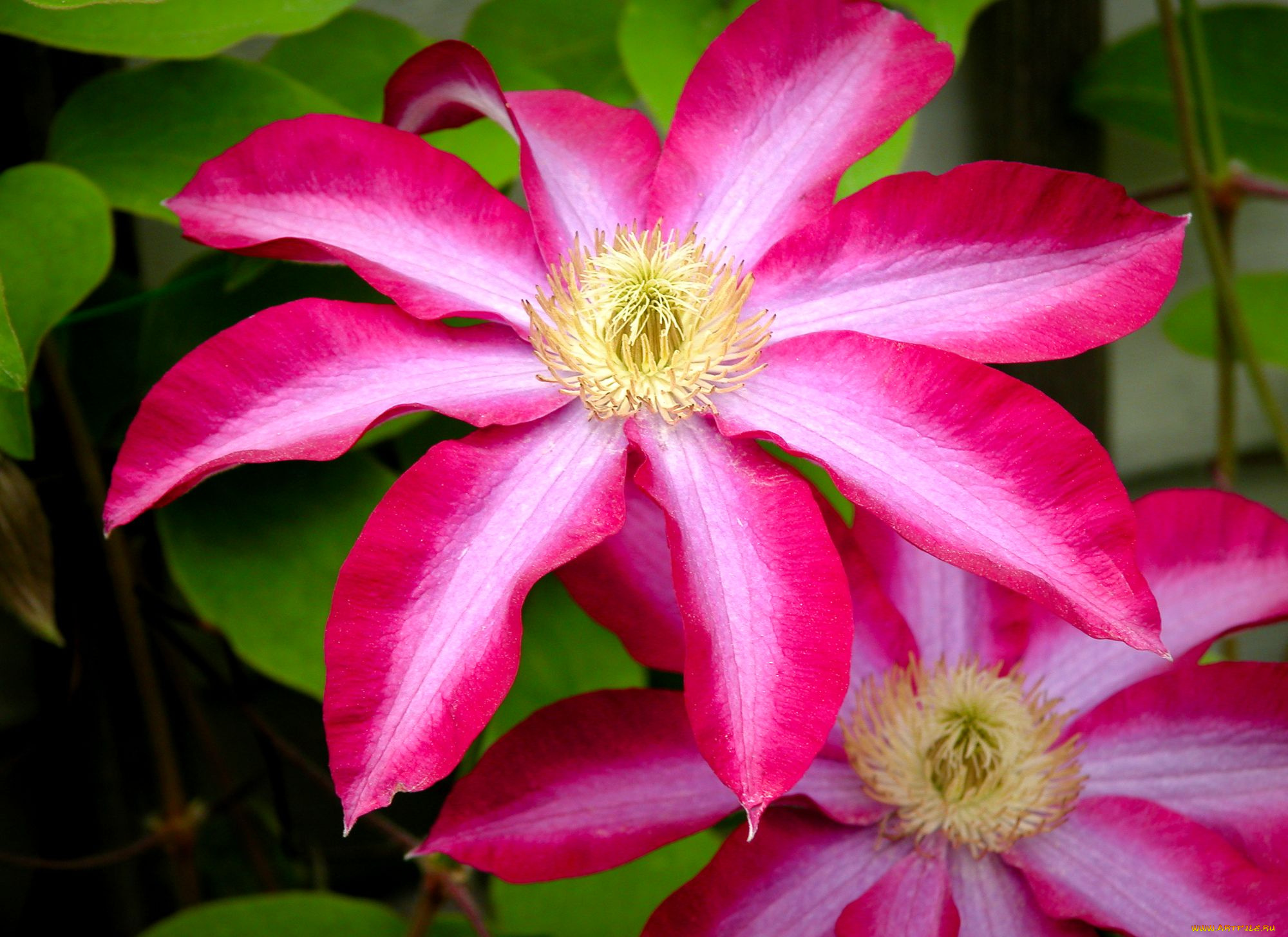 цветы, клематис, ломонос, яркий, лепестки, большой