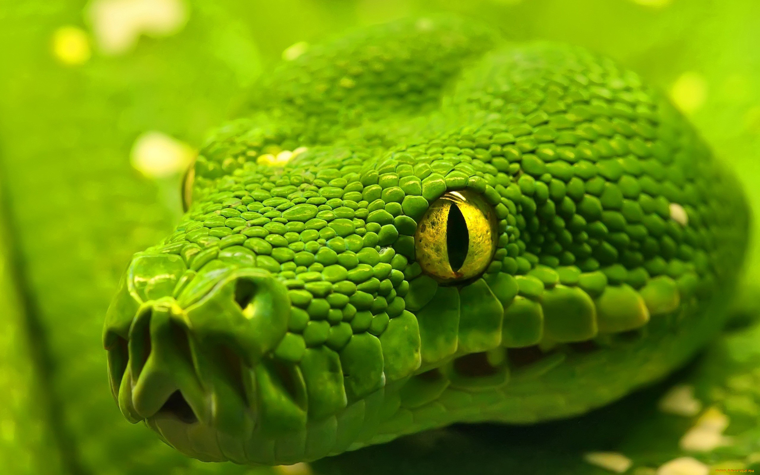 животные, змеи, питоны, кобры, чешуя