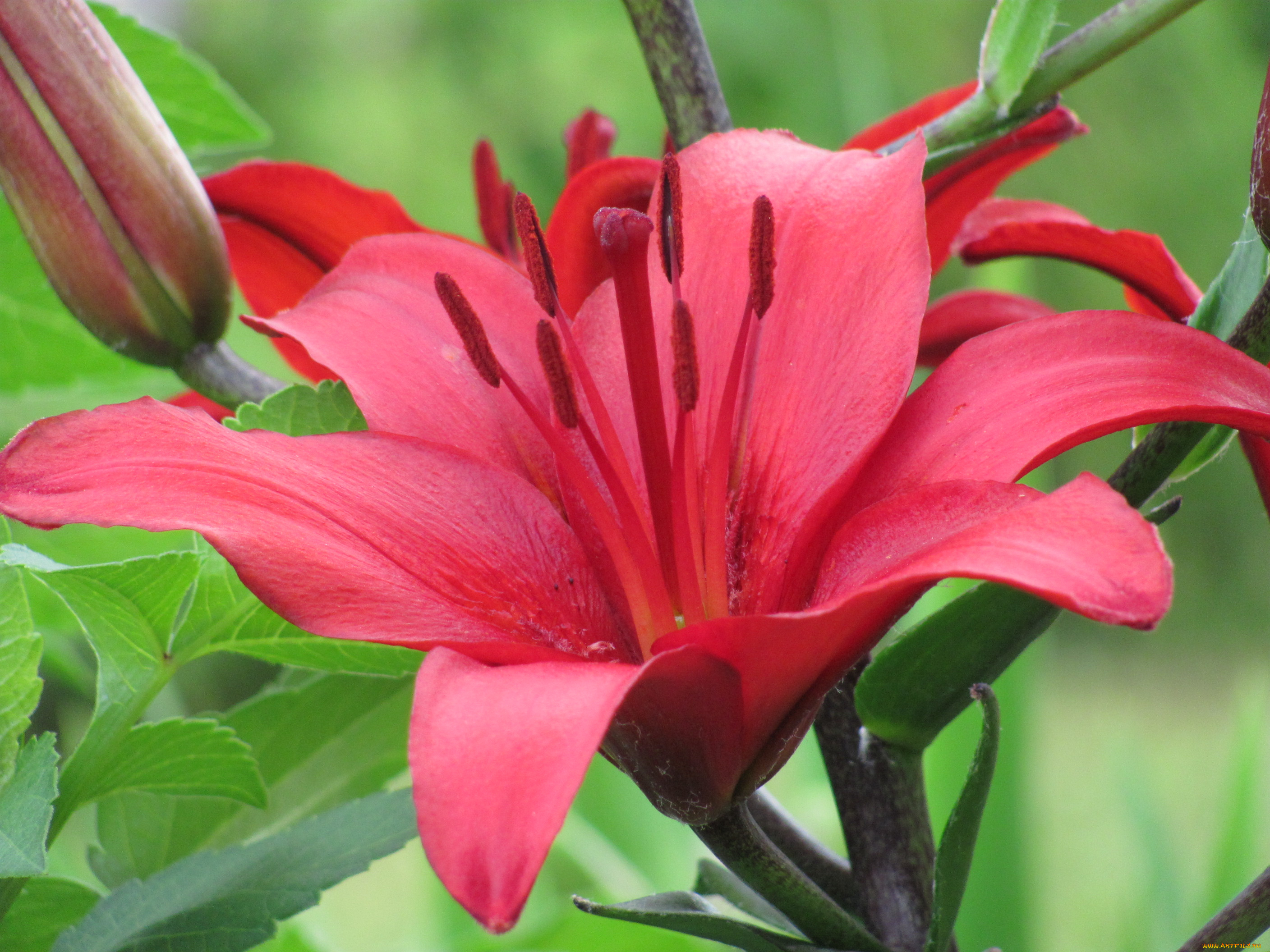 цветы, лилии, лилейники, алый