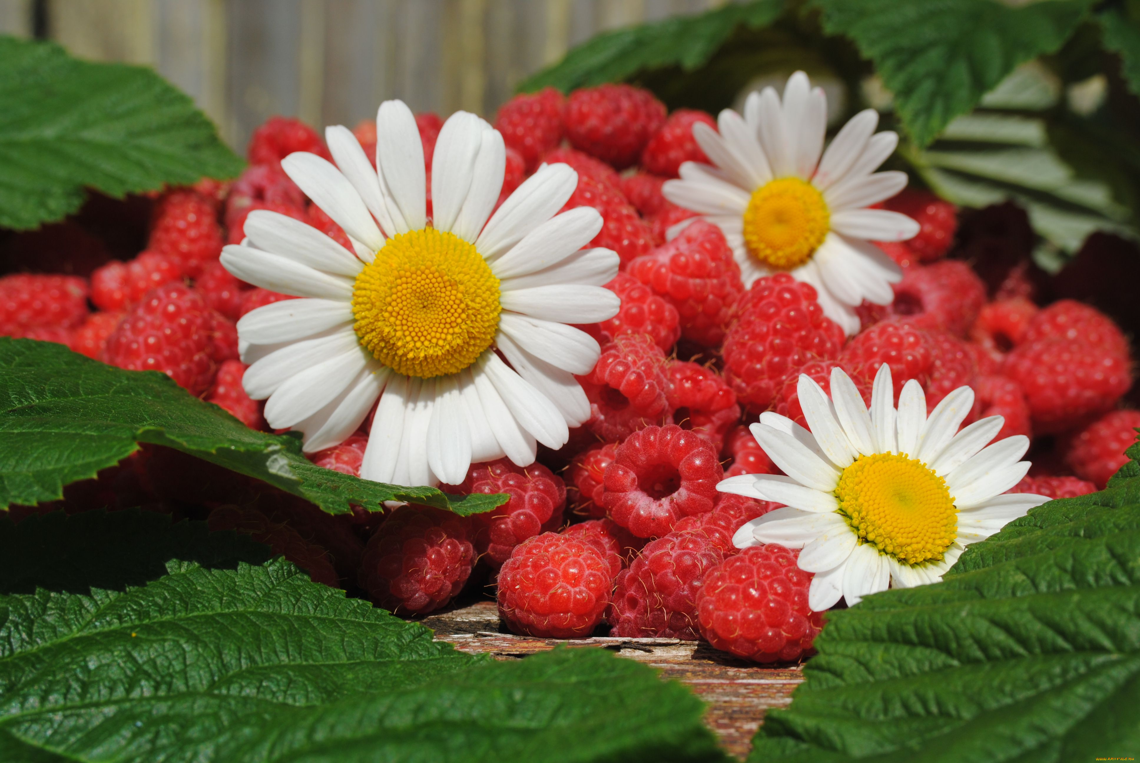 еда, малина, лето, ягоды, цветы, ромашки, листья