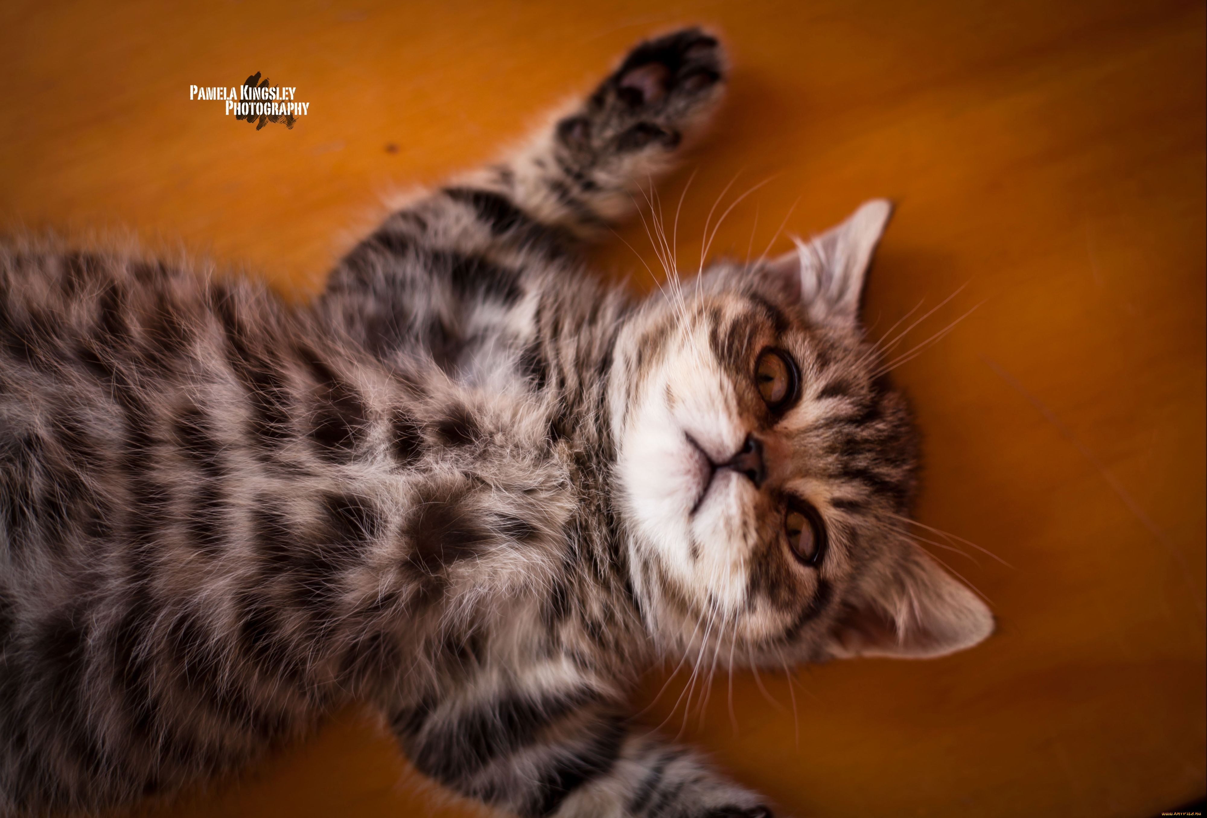 животные, коты, котенок, отдых