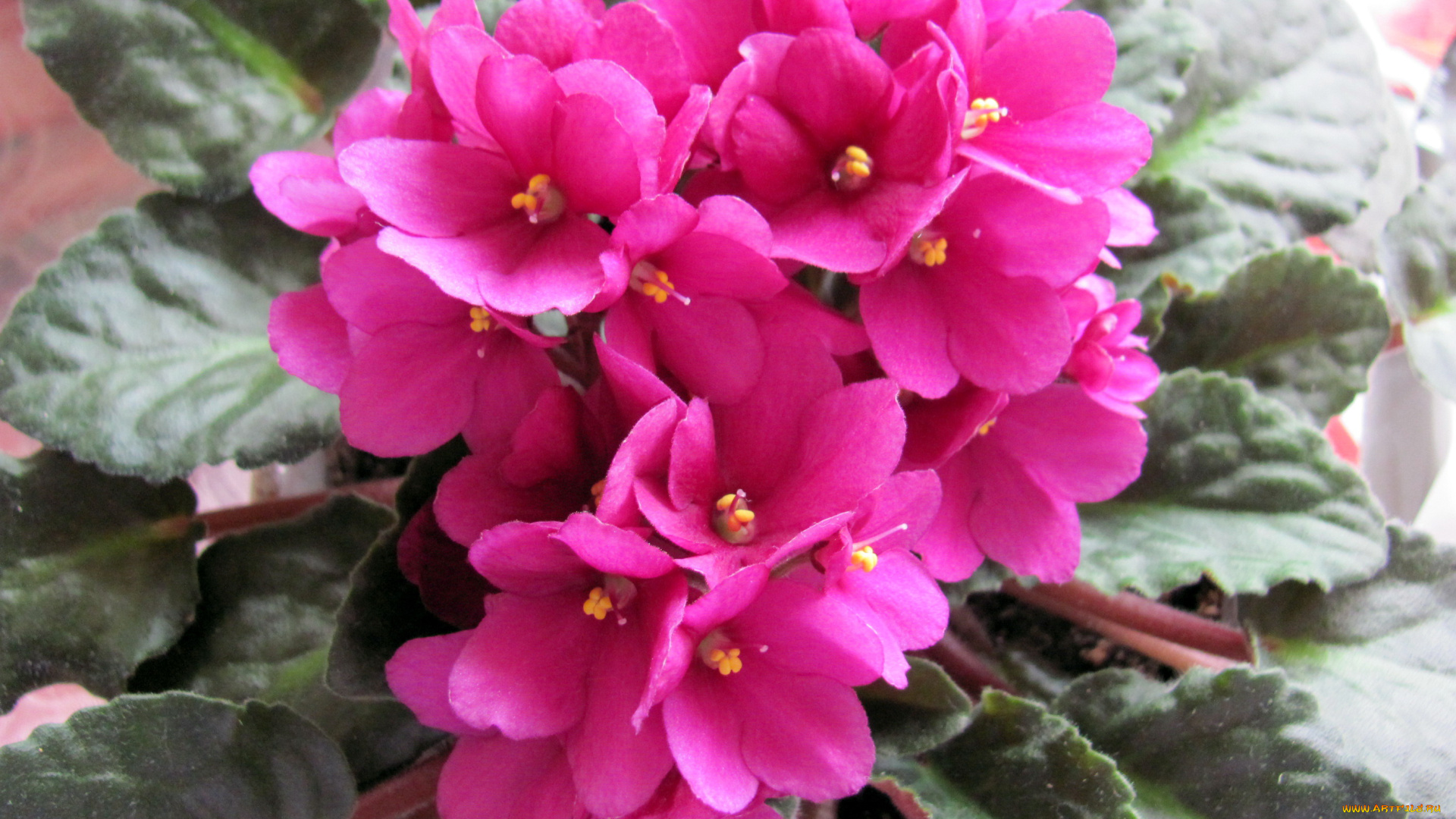 цветы, фиалки, розовый