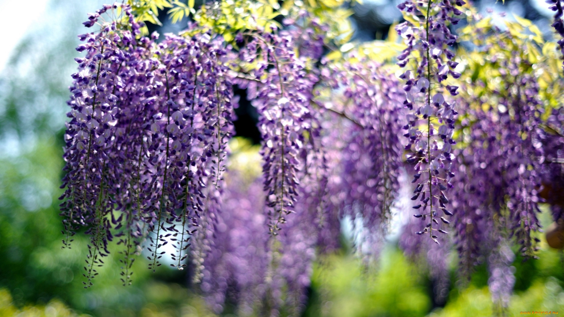 цветы, глициния, фиолетовый