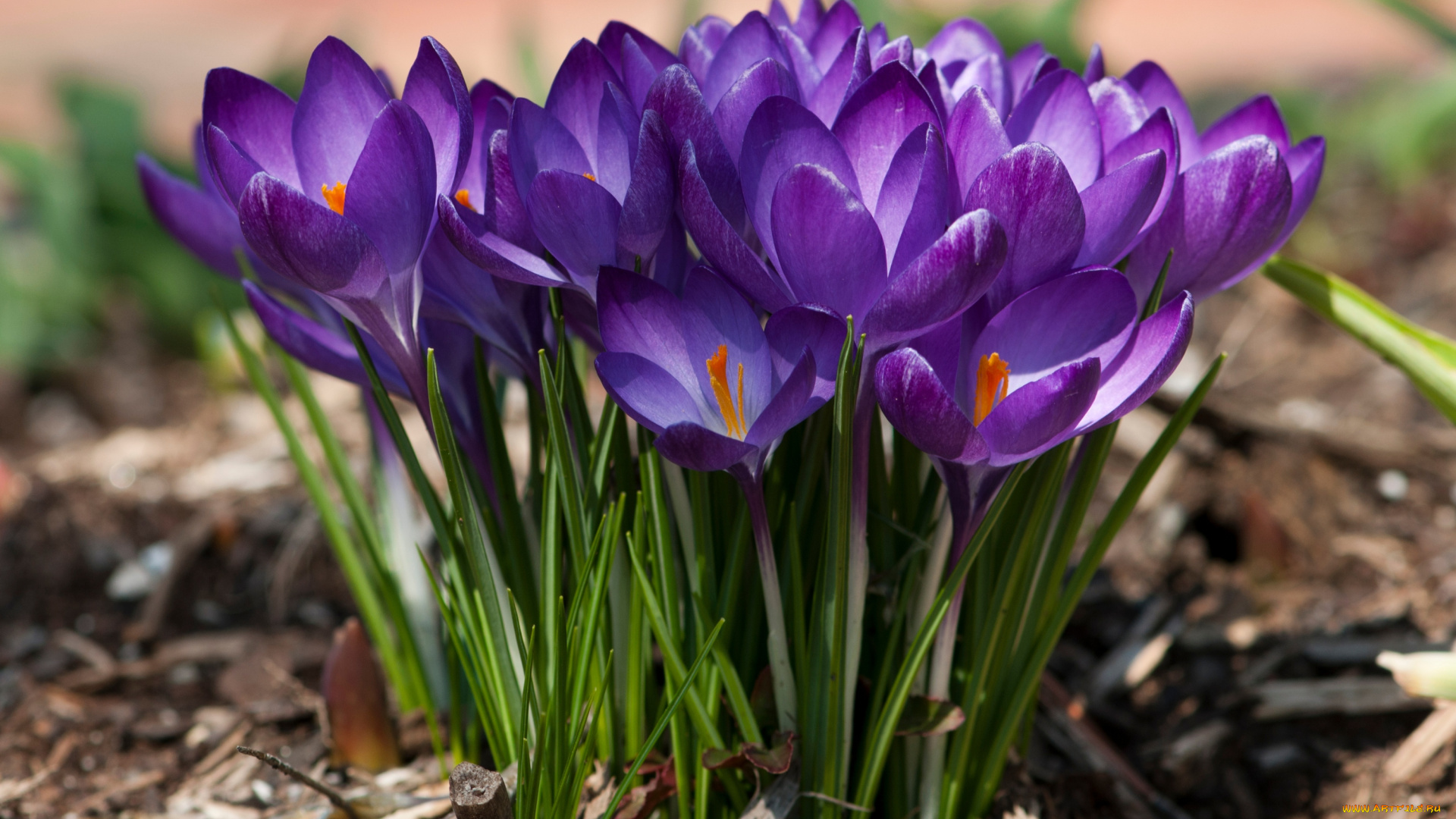 цветы, крокусы, фиолетовый, весна
