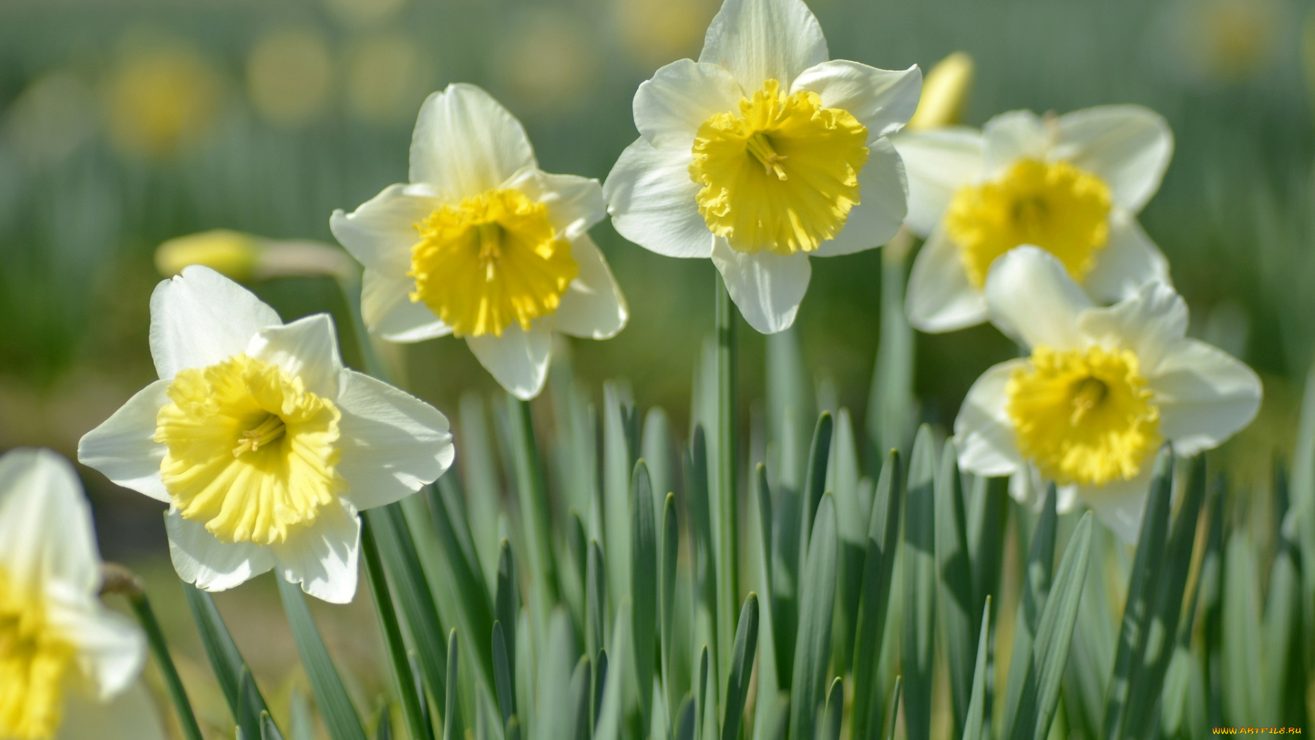 цветы, нарциссы, весна