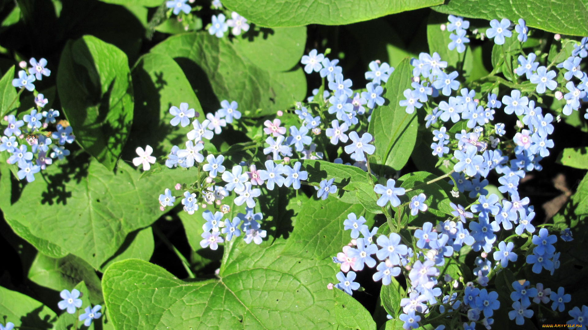 цветы, незабудки, голубой