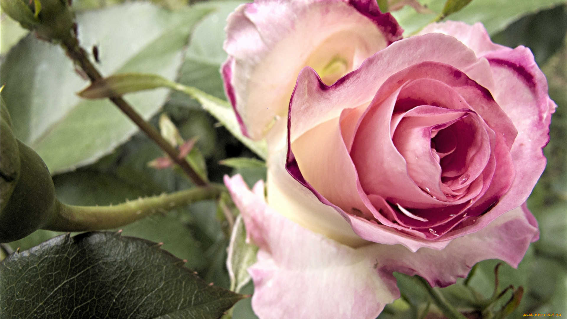 цветы, розы, розовый