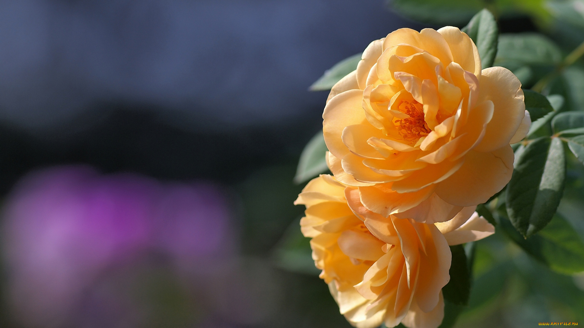 цветы, розы, желтый, пара