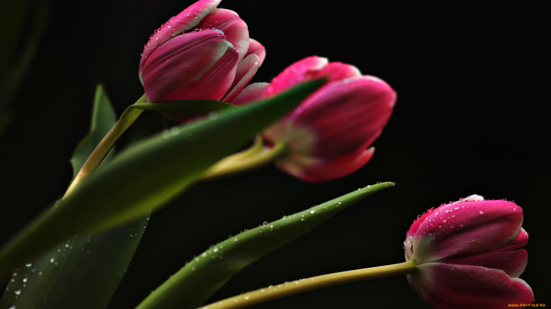 цветы, тюльпаны, фон