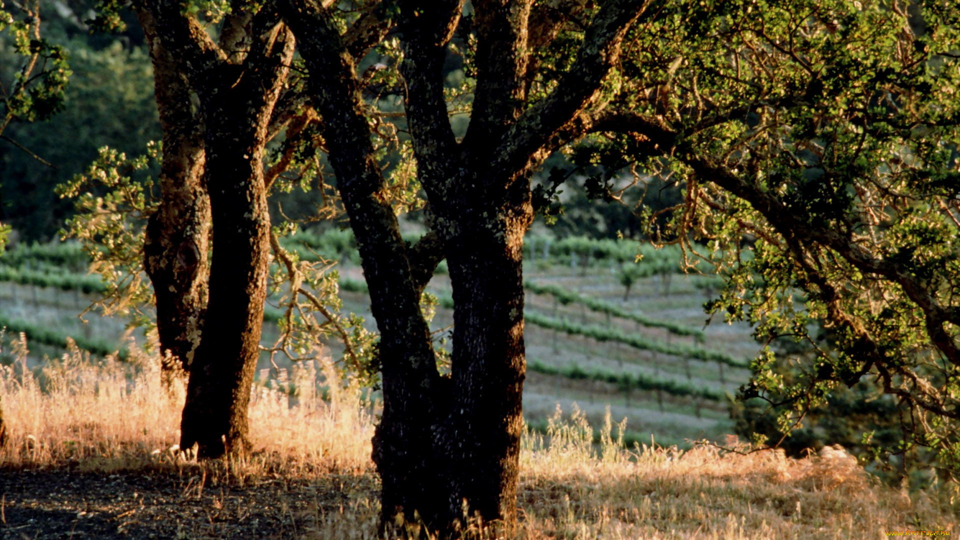природа, деревья, поле, трава
