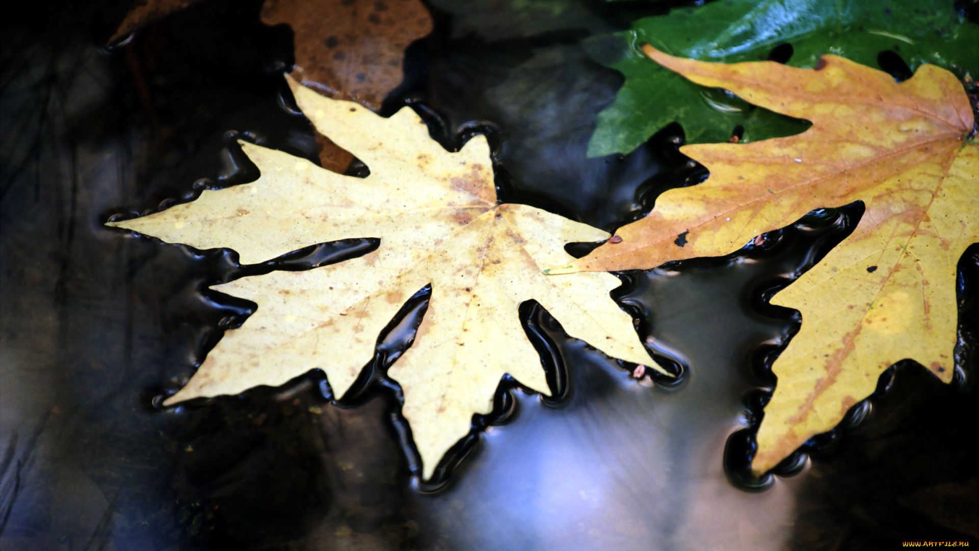 природа, листья, клен, лужа, осень