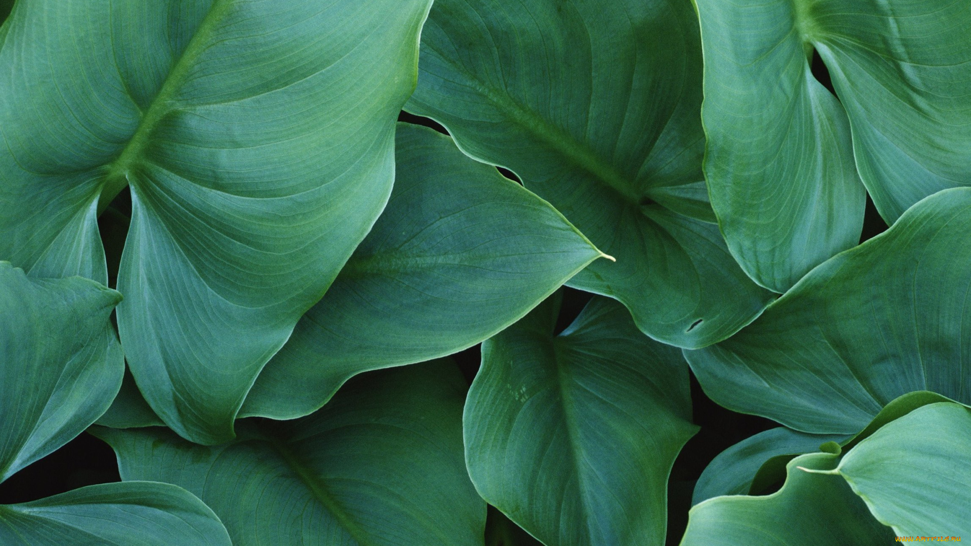 природа, листья, зеленые