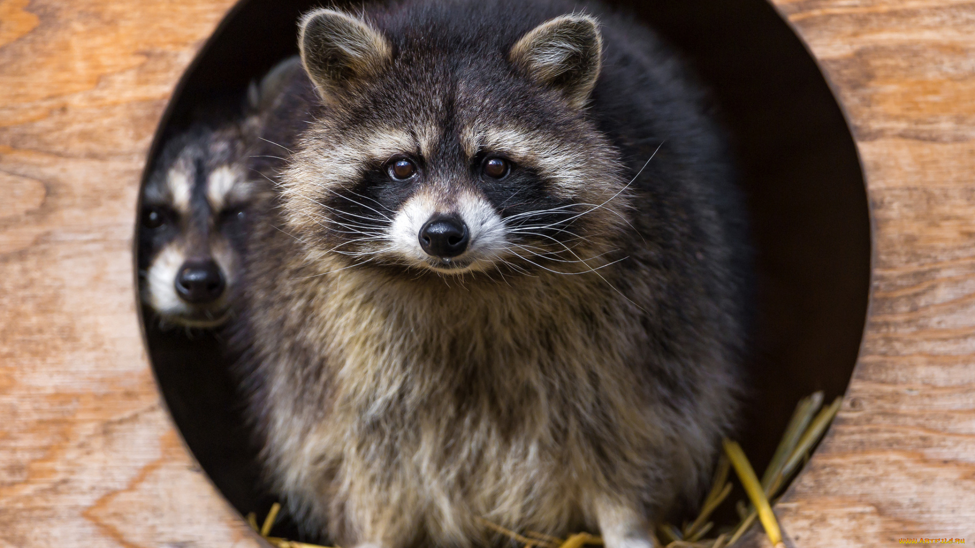 животные, еноты, полоскун, пара, енот, мордочка