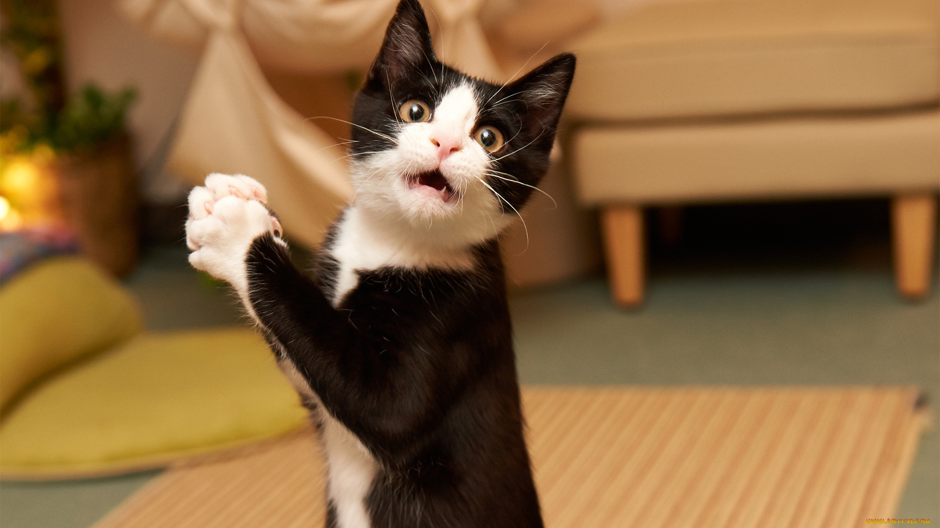 животные, коты, кот, умильная, морда