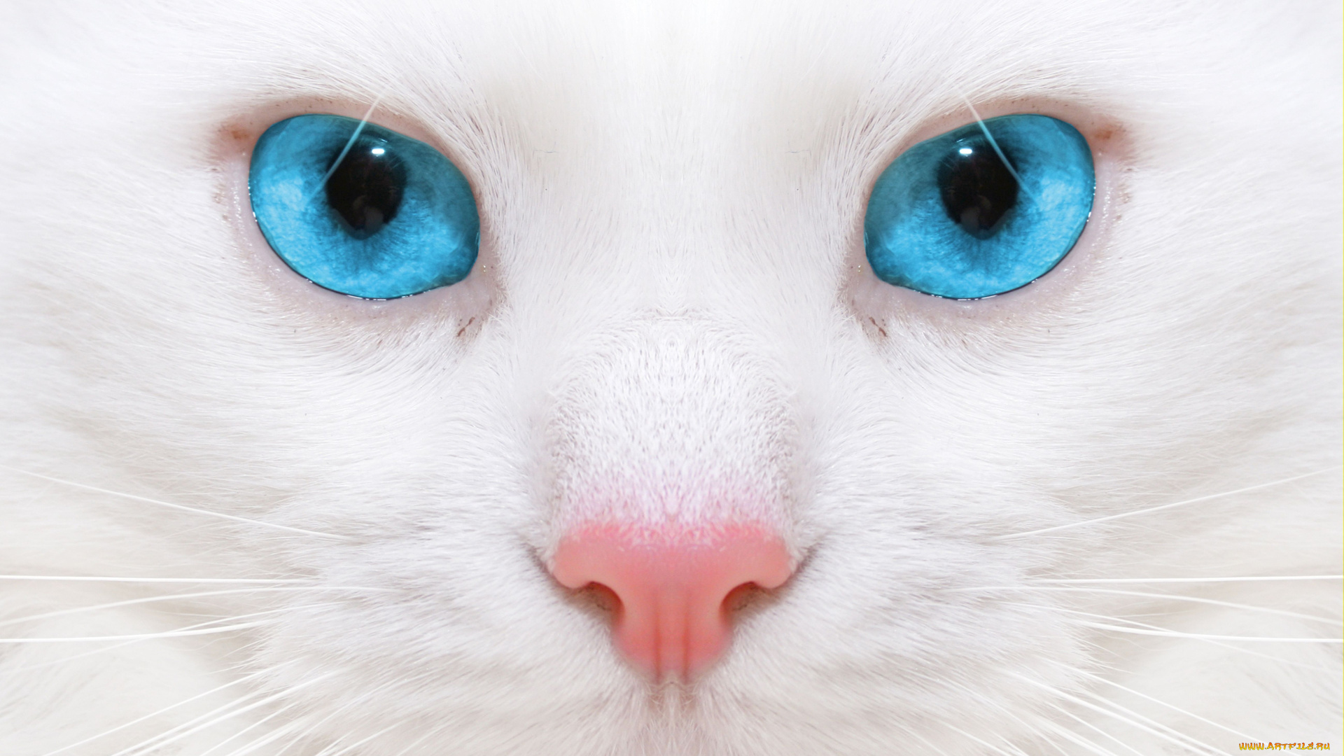 животные, коты, нос, мордочка, глаза