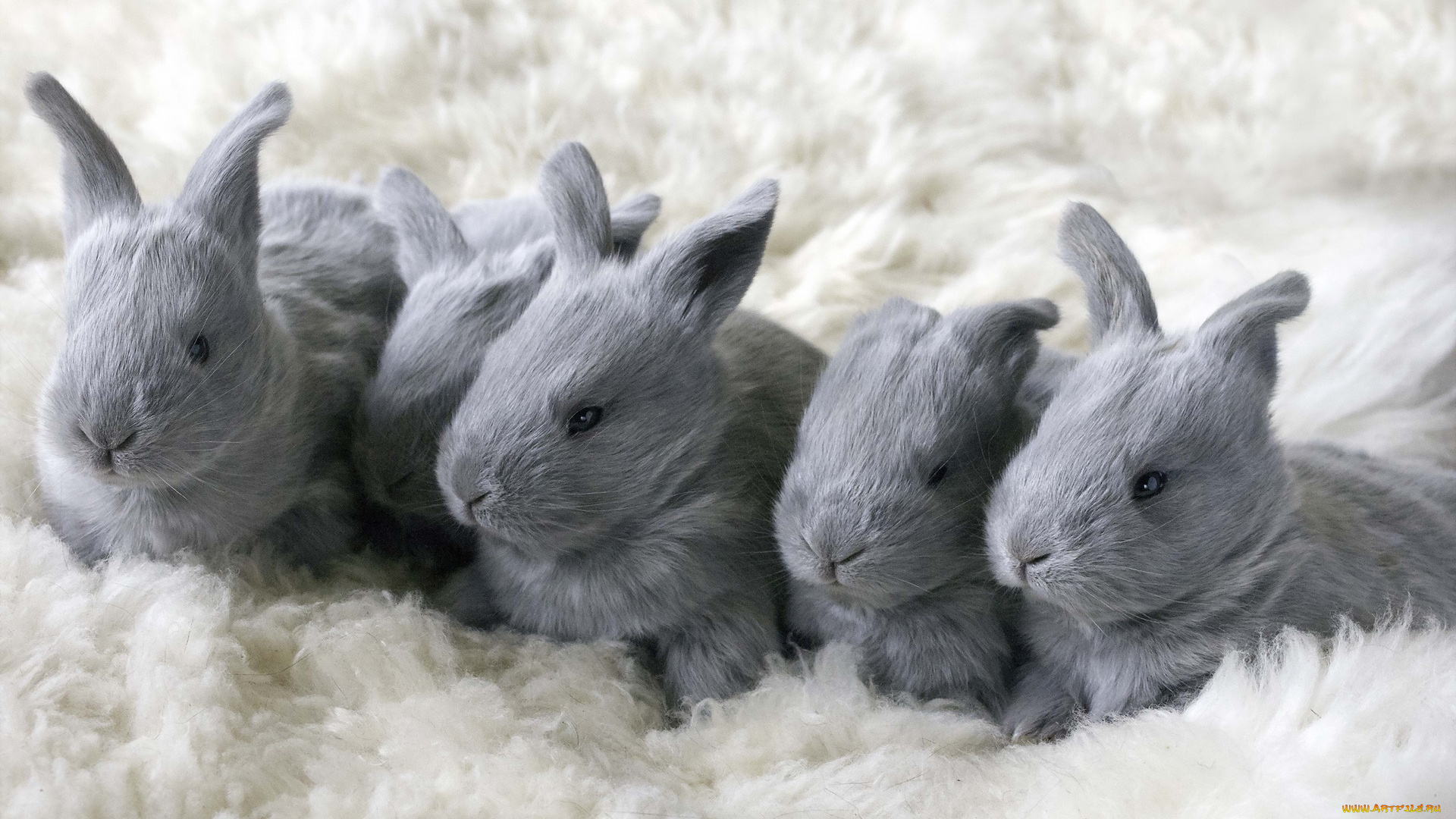 животные, кролики, зайцы, малыши