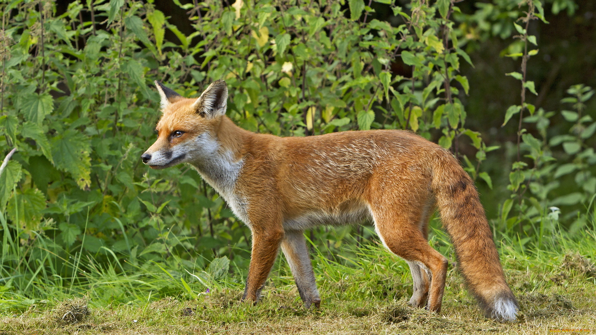 животные, лисы, лиса, природа, лето
