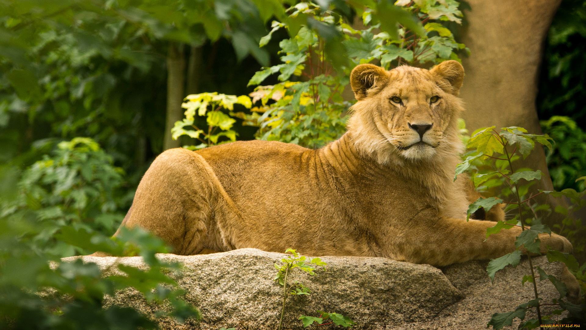 животные, львы, лев, дикая, кошка, молодой, листва, деревья, камень, хищник