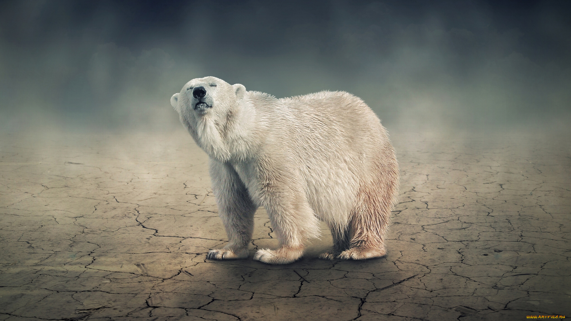 животные, медведи, белый, медведь, земля, трещины