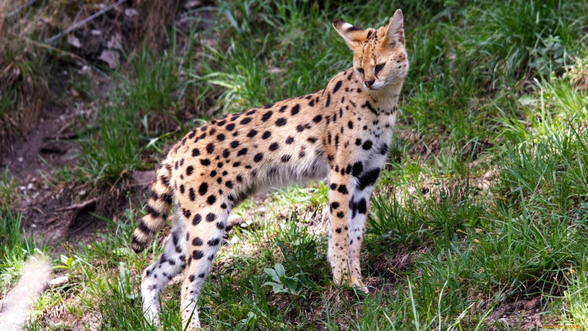 животные, сервалы, пятна, кошка