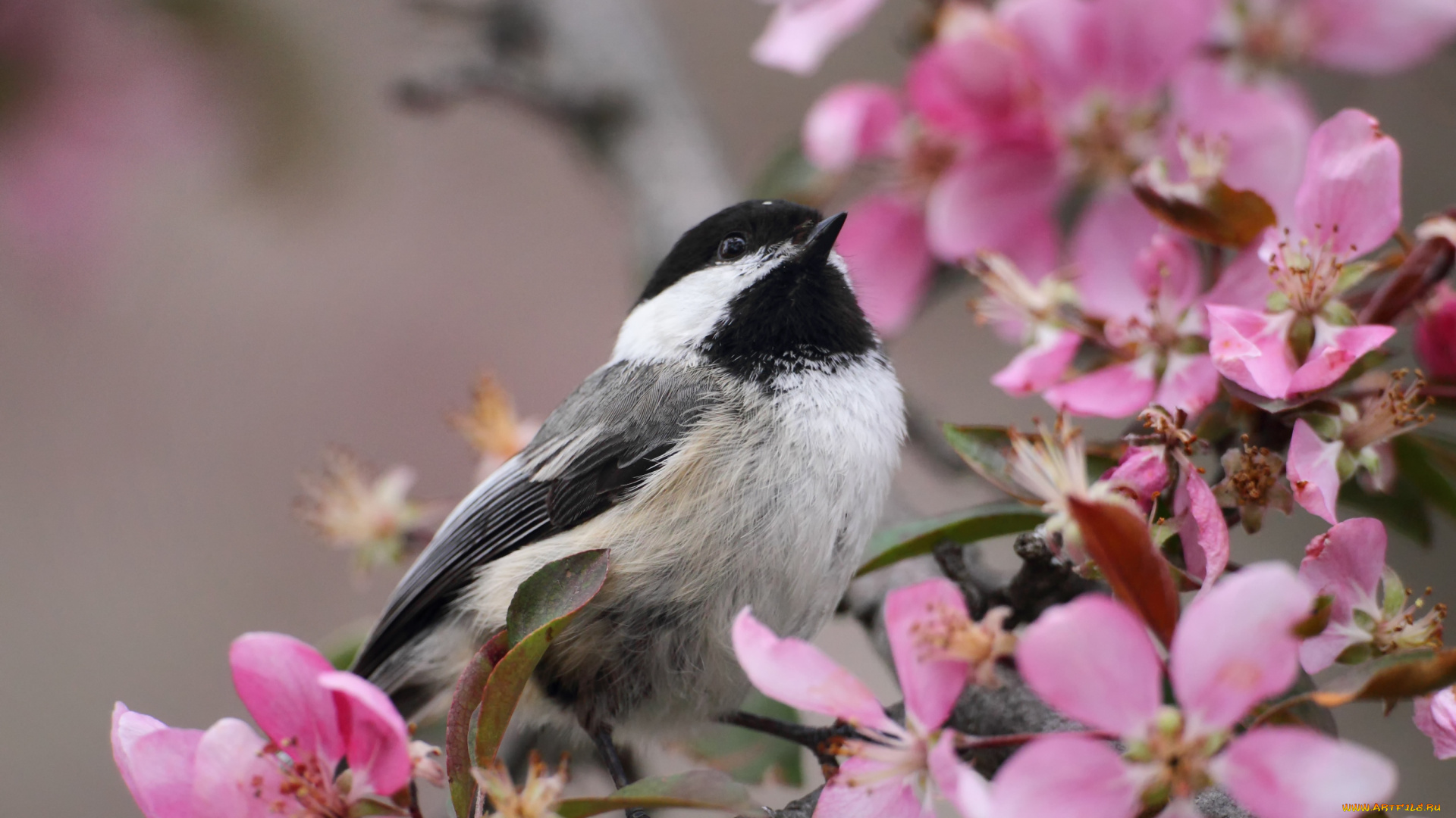 животные, синицы, лазоревки, синица, ветка, цветение