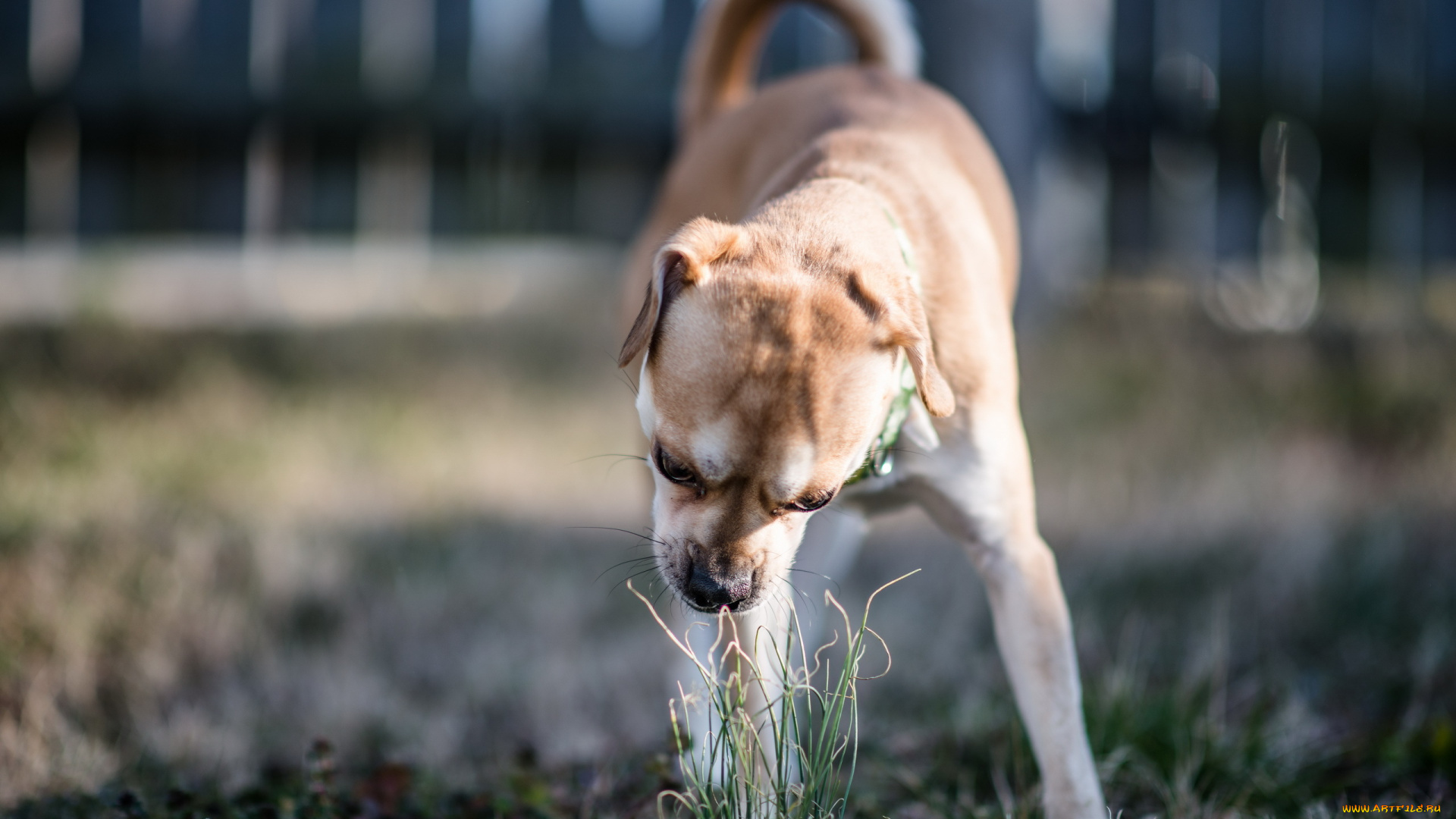 животные, собаки, двор, трава, собака