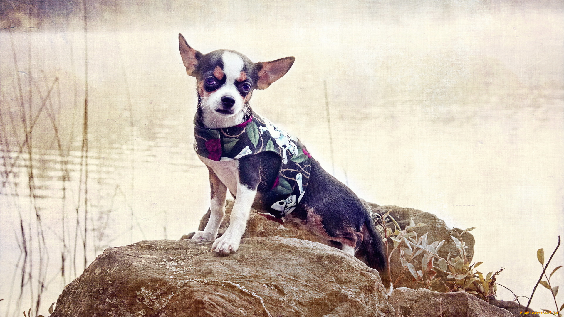 животные, собаки, камень, вода, собака