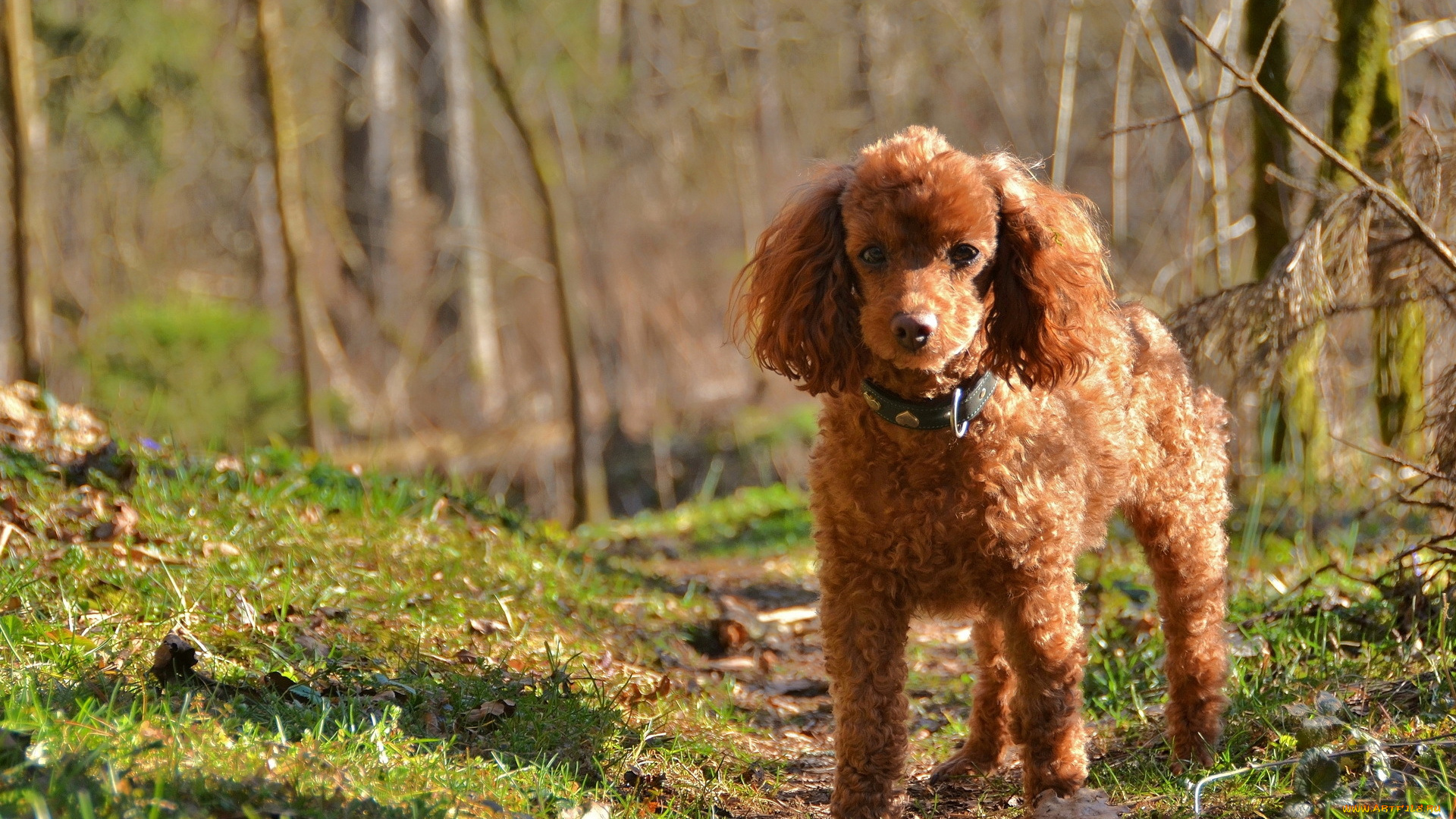 животные, собаки, природа, пудель, собака