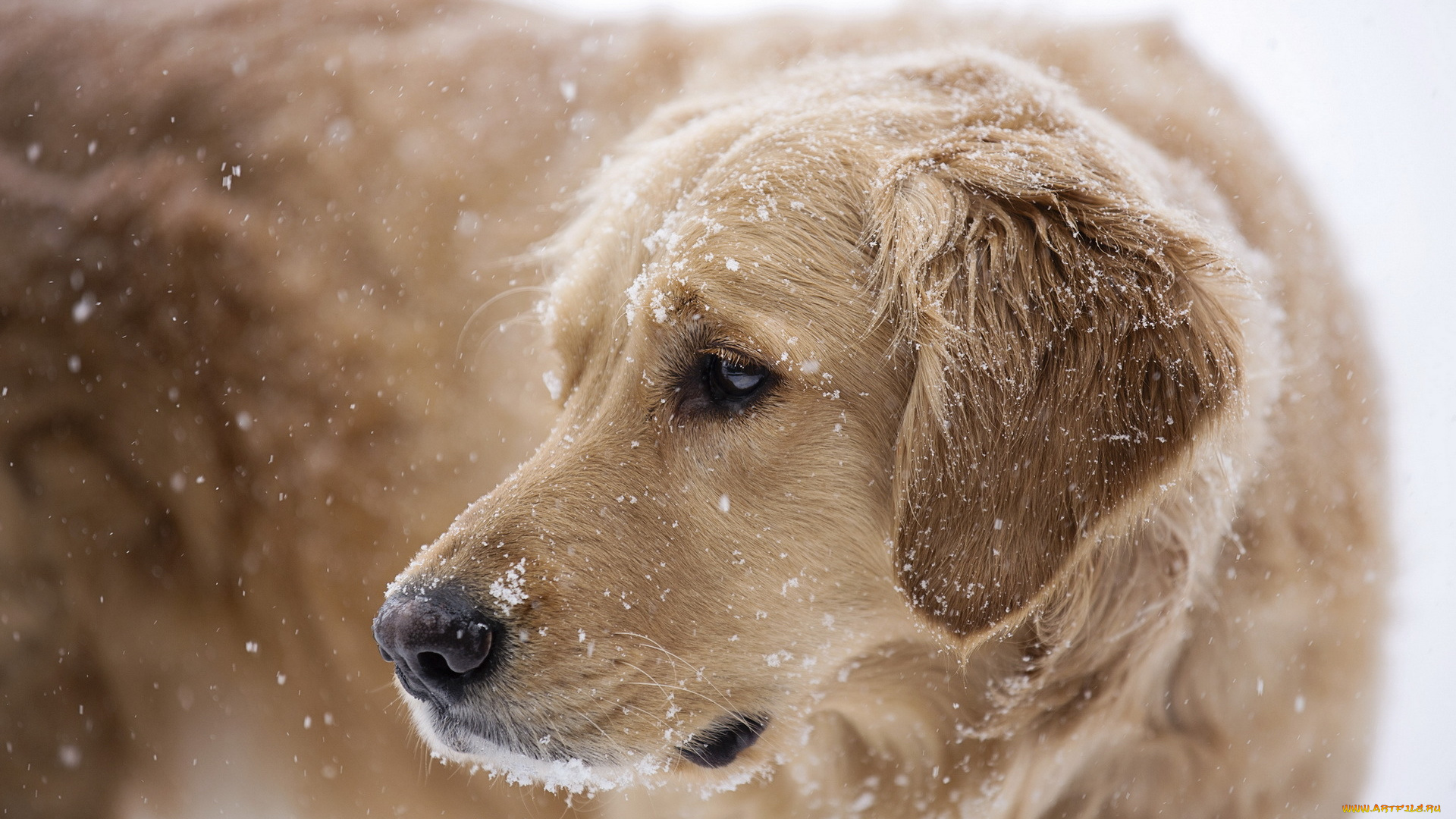 животные, собаки, снег, собака